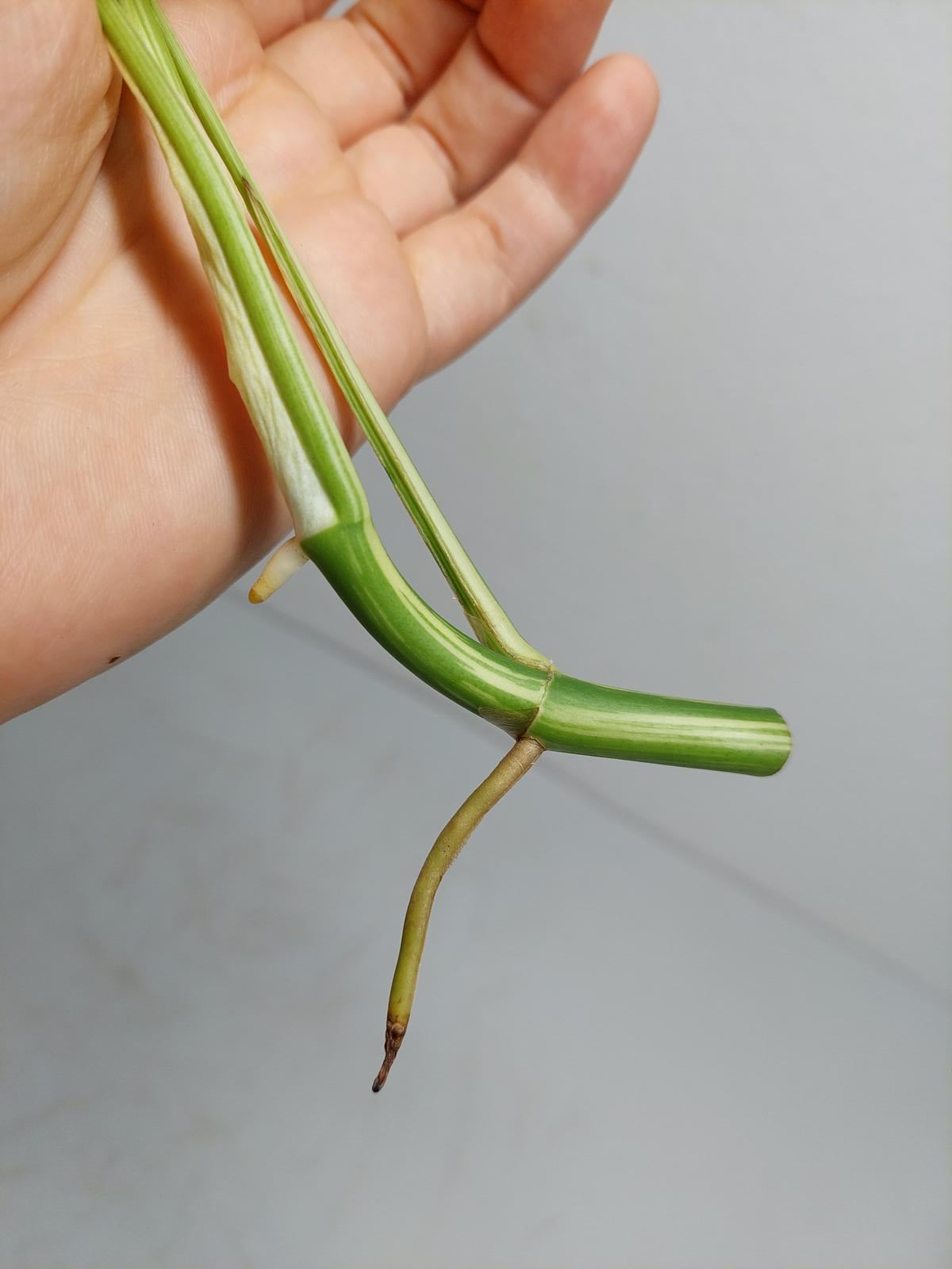 Raphidophora Tetrasperma / Monstera Minima Variegata Steckling