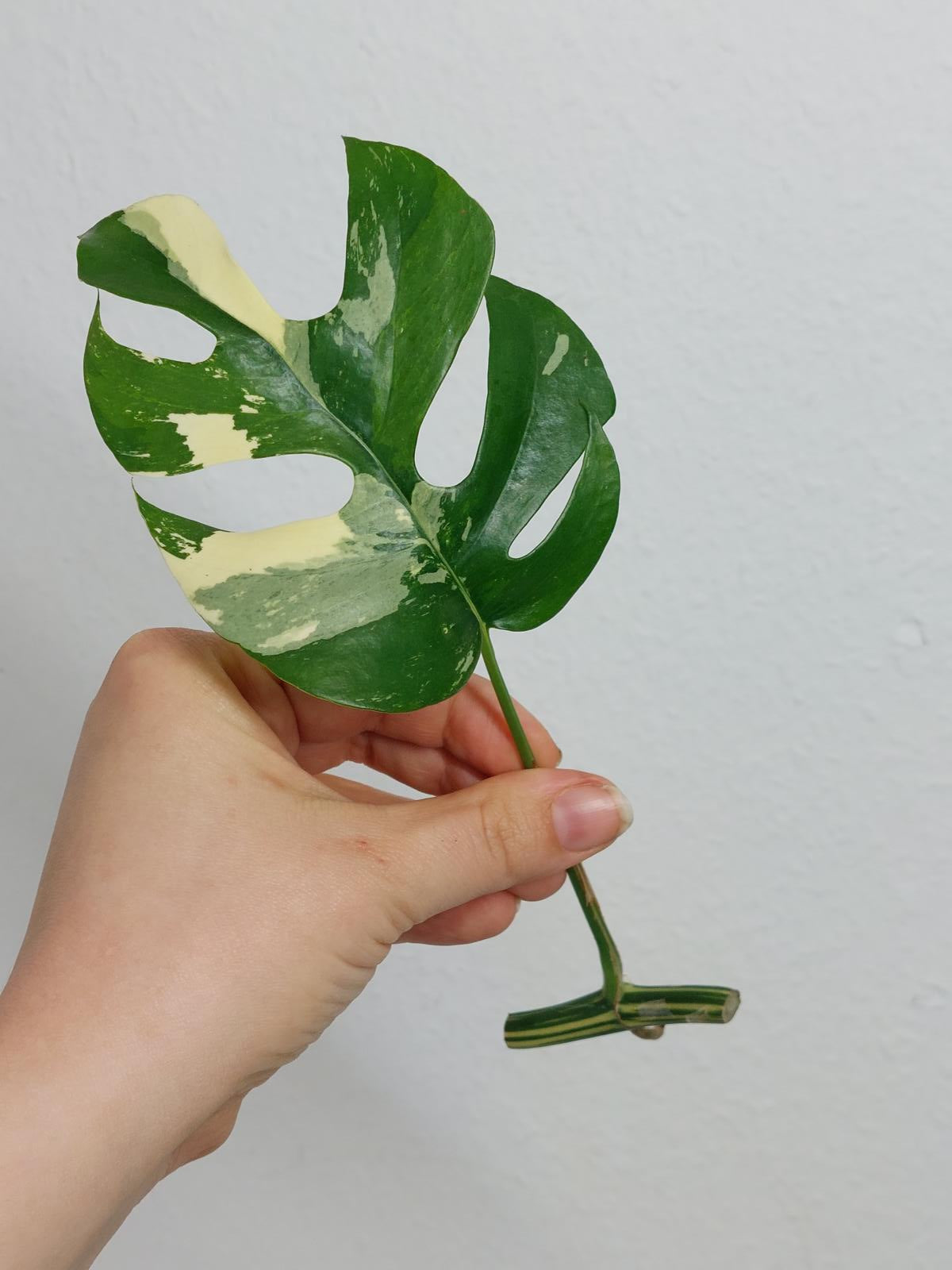 Monstera Minima / Raphidophora Tetrasperma Variegata Steckling