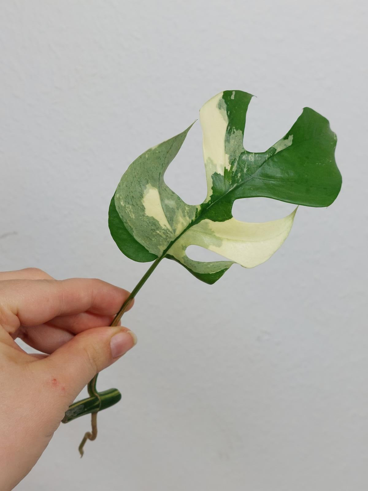 Monstera Minima / Raphidophora Tetrasperma Variegata Steckling