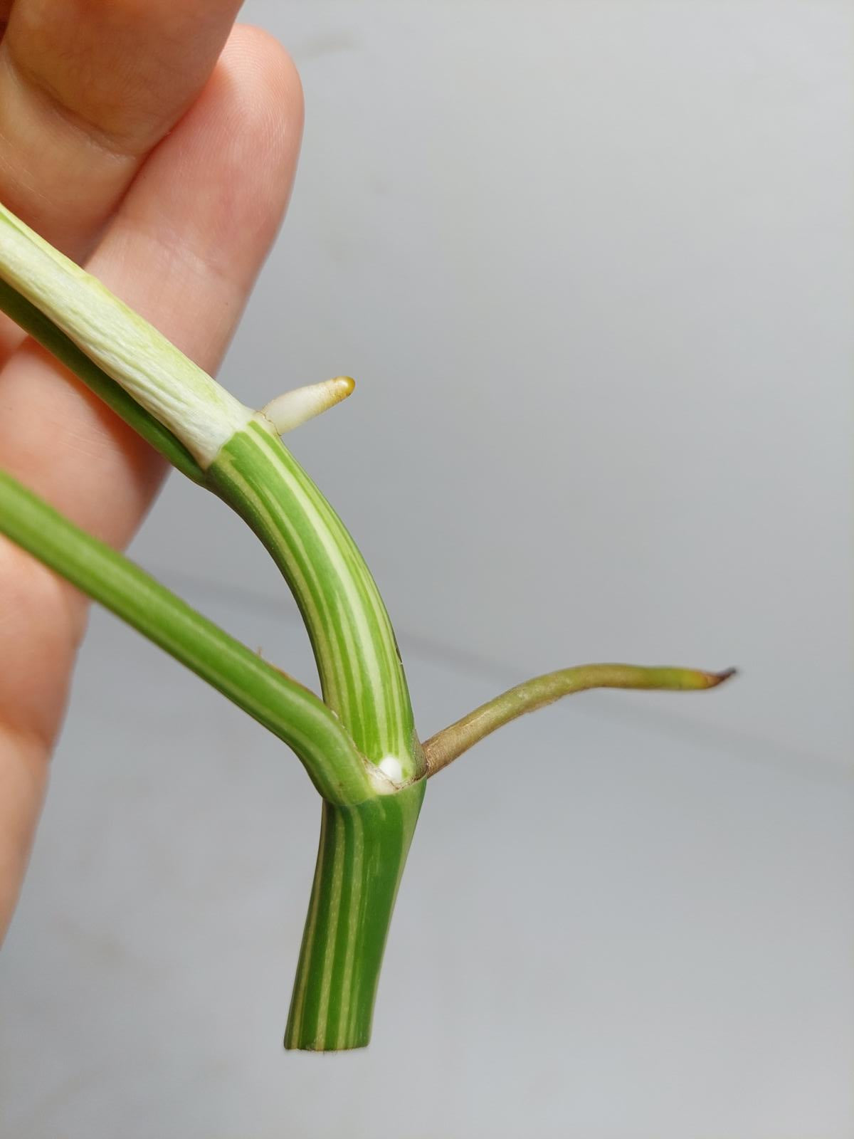 Raphidophora Tetrasperma / Monstera Minima Variegata Steckling