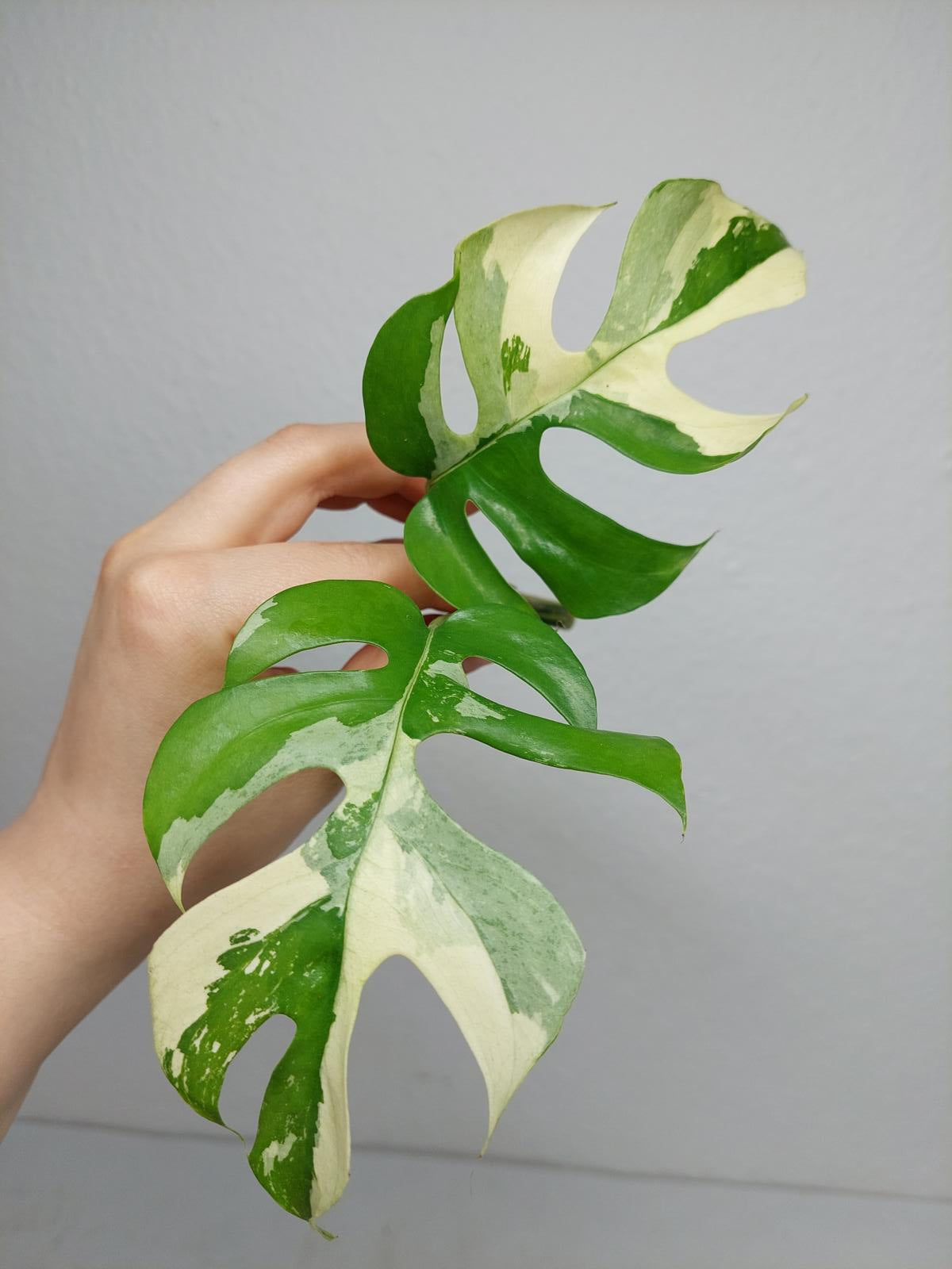 Raphidophora Tetrasperma / Monstera Minima Variegata Steckling