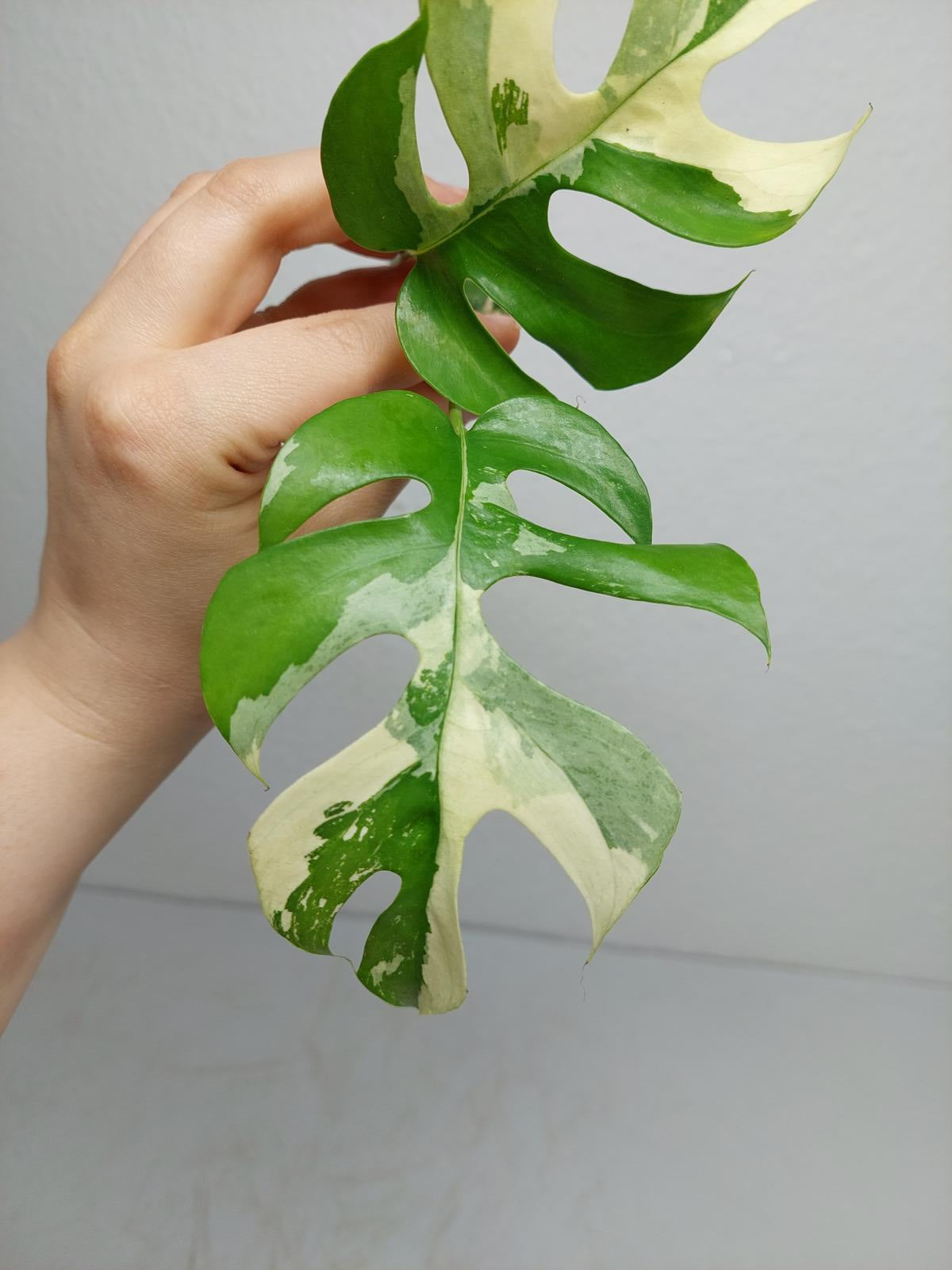 Raphidophora Tetrasperma / Monstera Minima Variegata Steckling