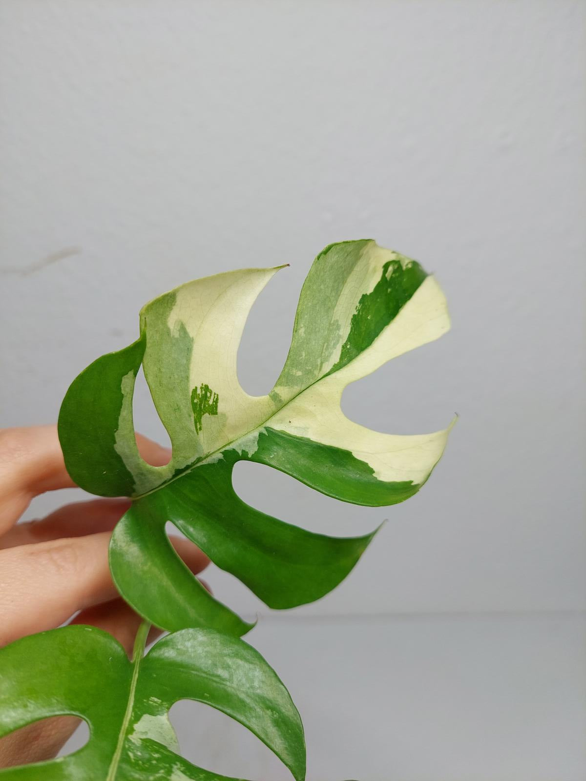 Raphidophora Tetrasperma / Monstera Minima Variegata Steckling