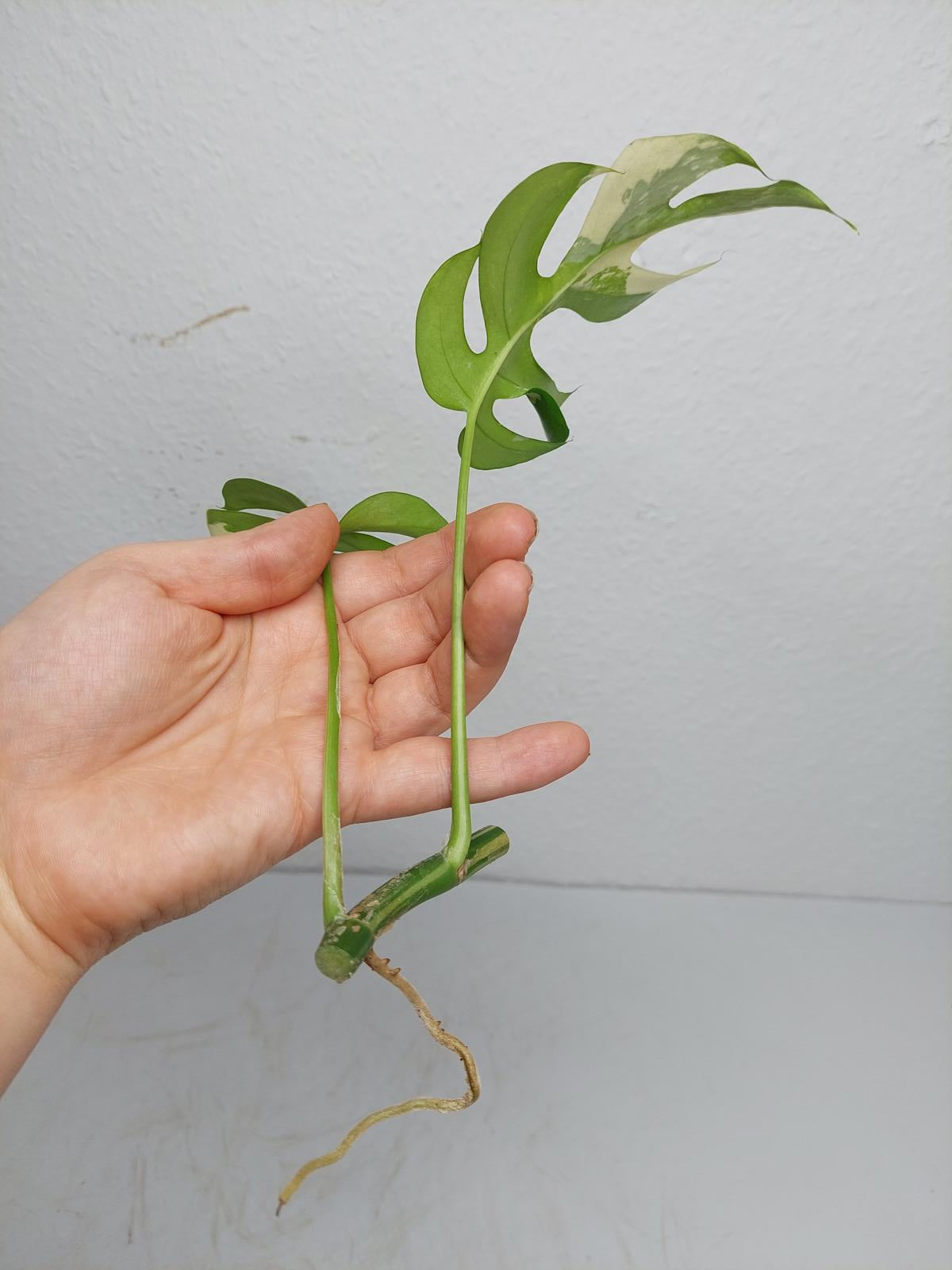 Raphidophora Tetrasperma / Monstera Minima Variegata Steckling