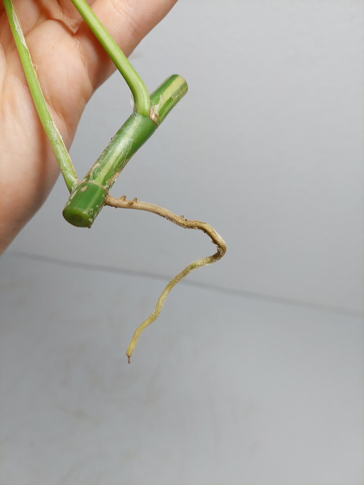 Raphidophora Tetrasperma / Monstera Minima Variegata Steckling