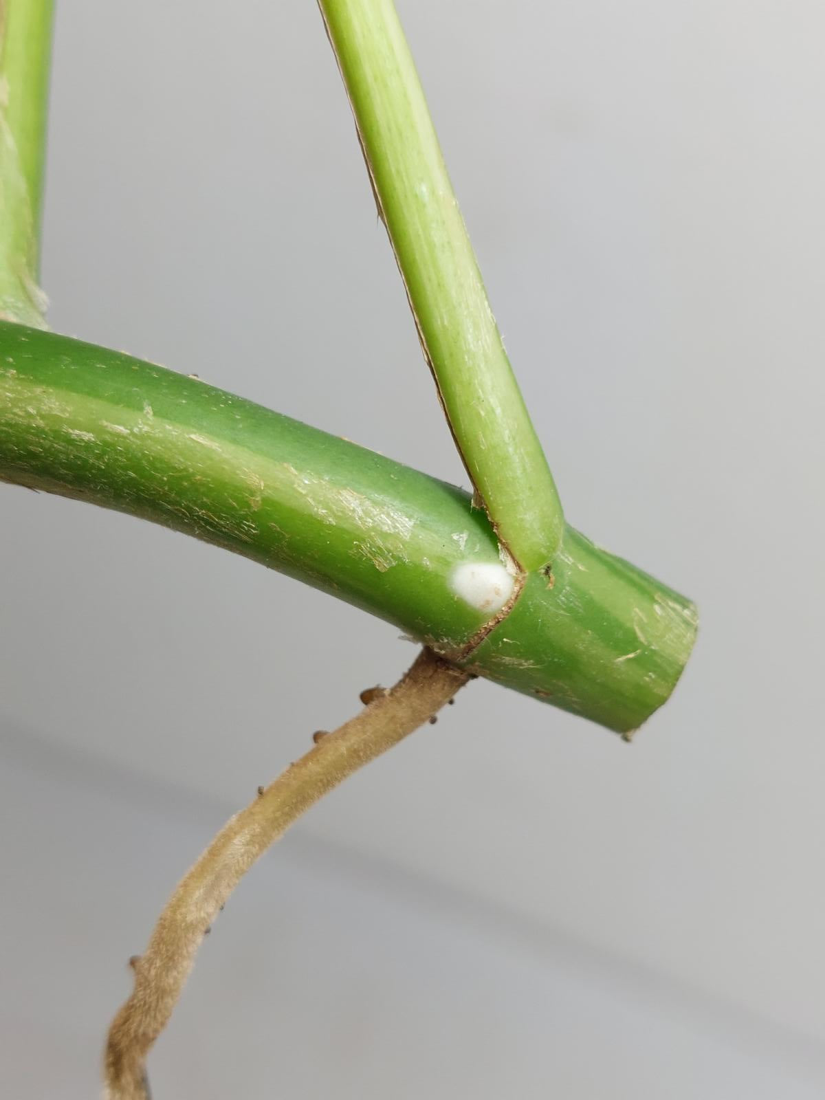 Raphidophora Tetrasperma / Monstera Minima Variegata Steckling