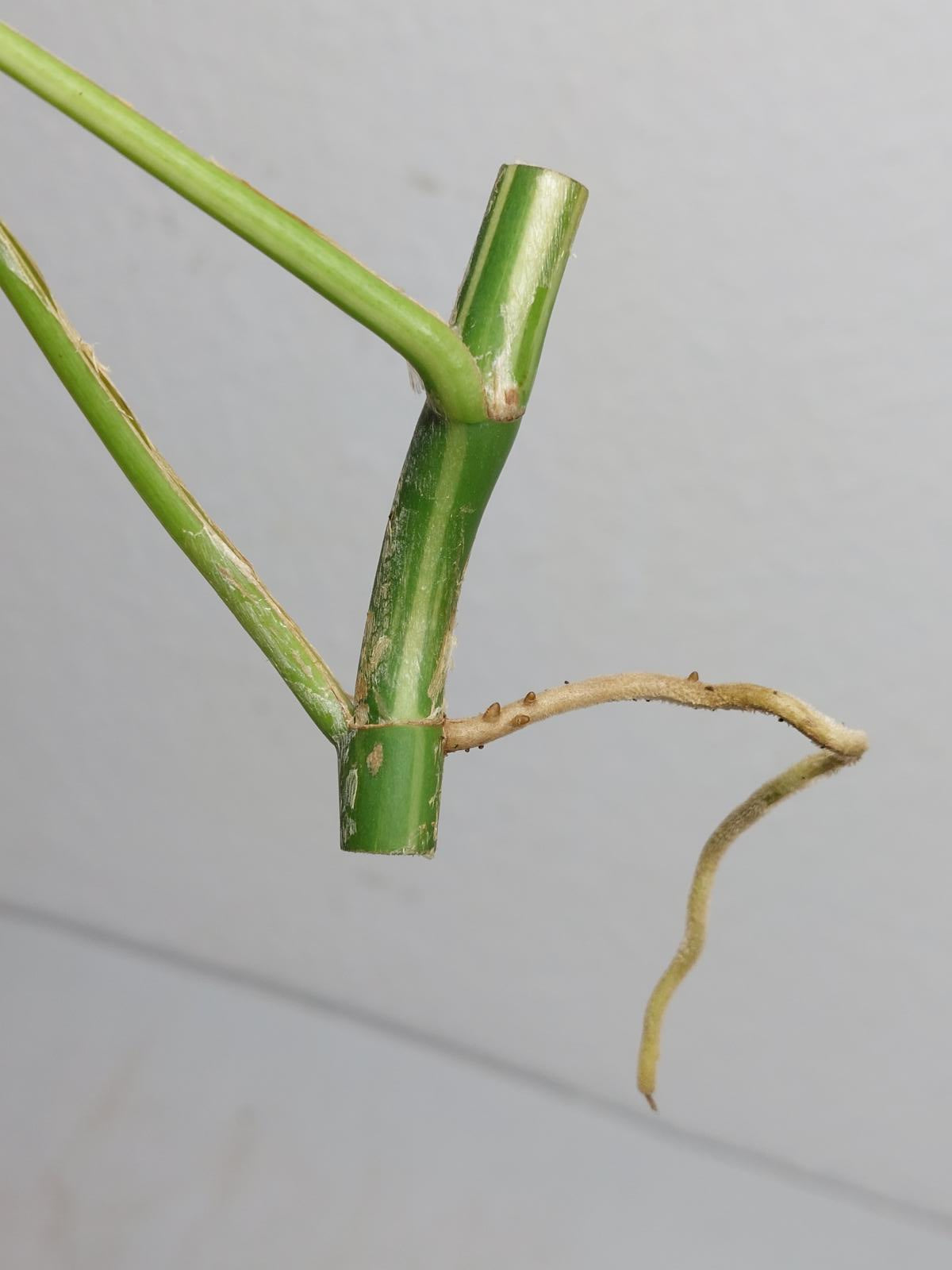 Raphidophora Tetrasperma / Monstera Minima Variegata Steckling