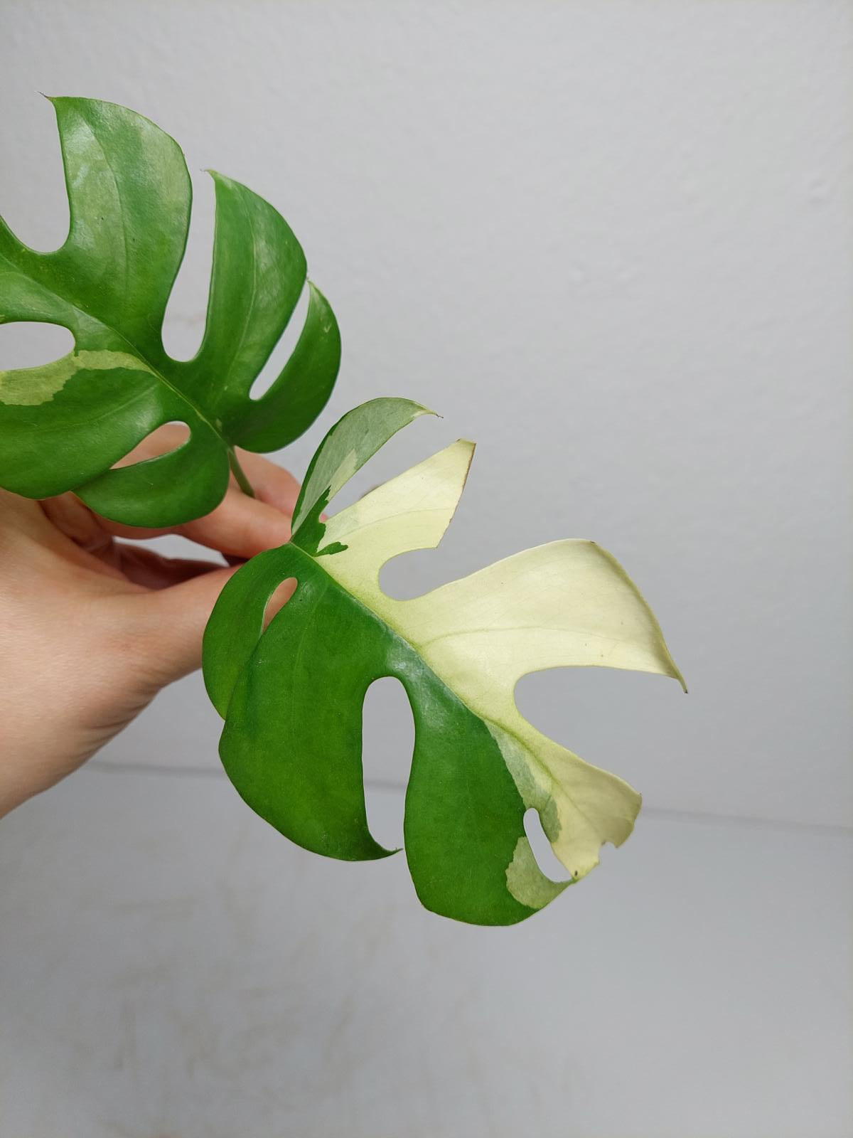 Raphidophora Tetrasperma / Monstera Minima Variegata Steckling