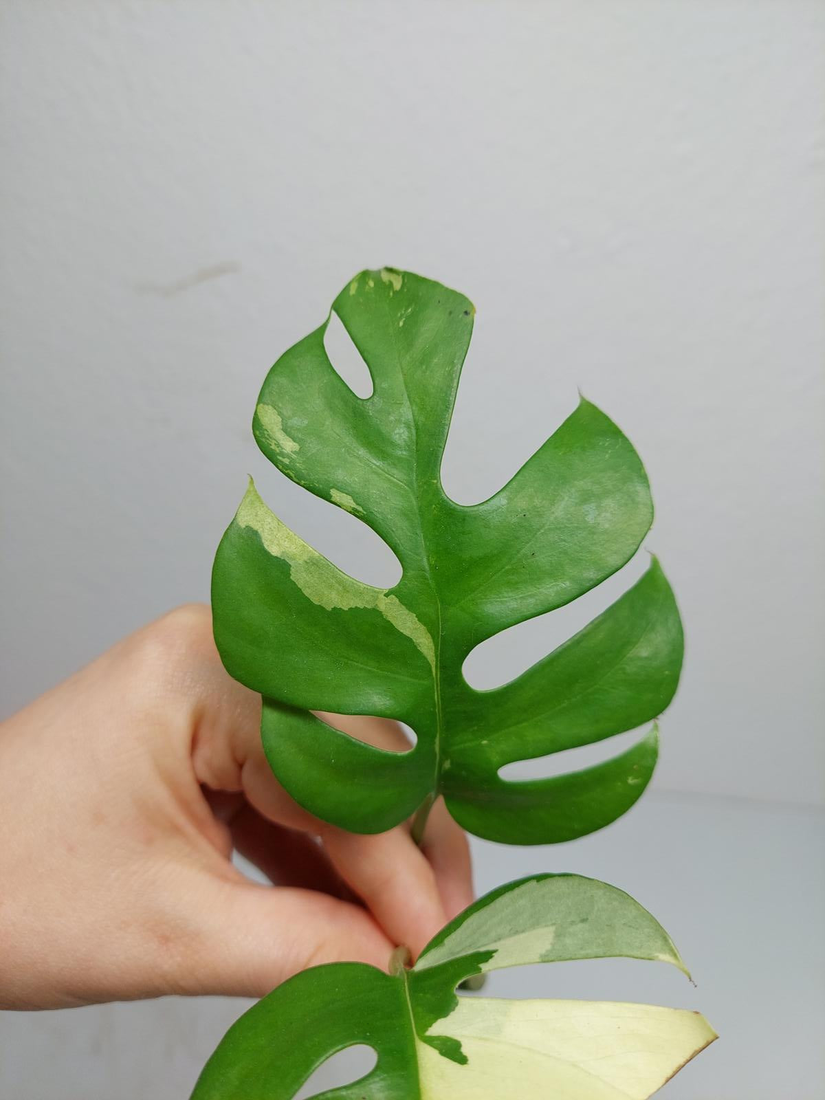 Raphidophora Tetrasperma / Monstera Minima Variegata Steckling