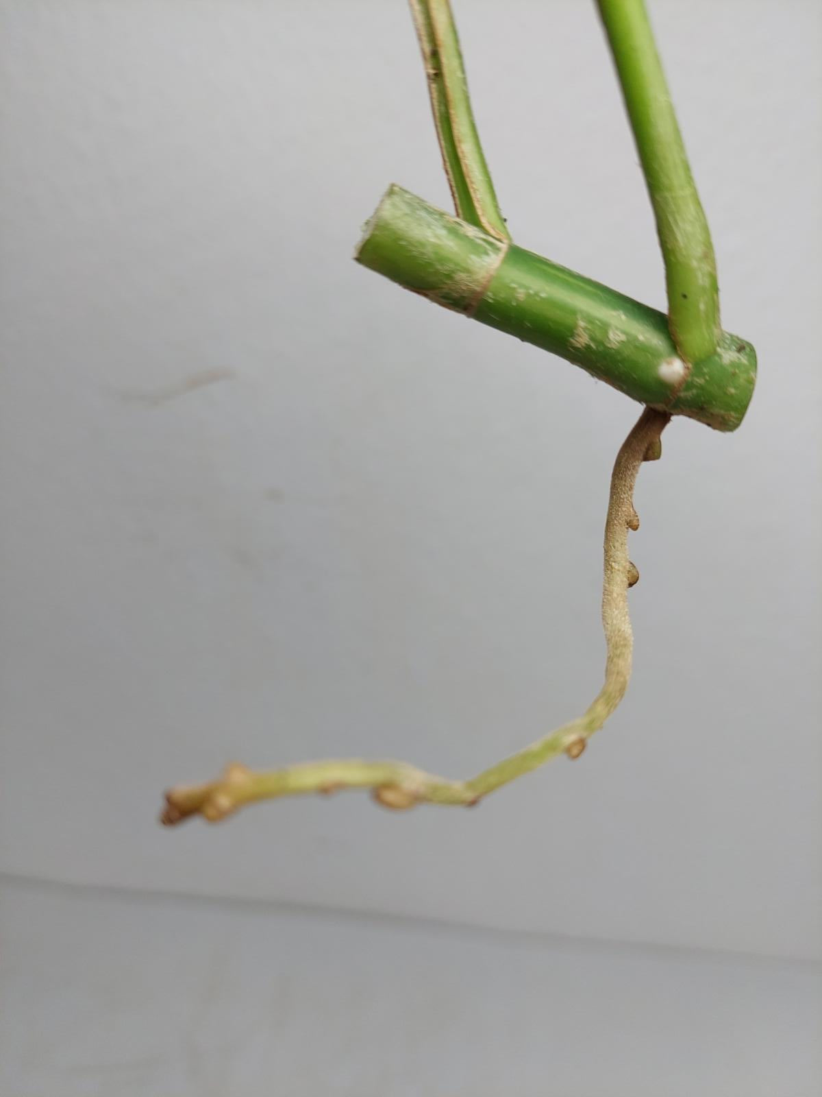 Raphidophora Tetrasperma / Monstera Minima Variegata Steckling