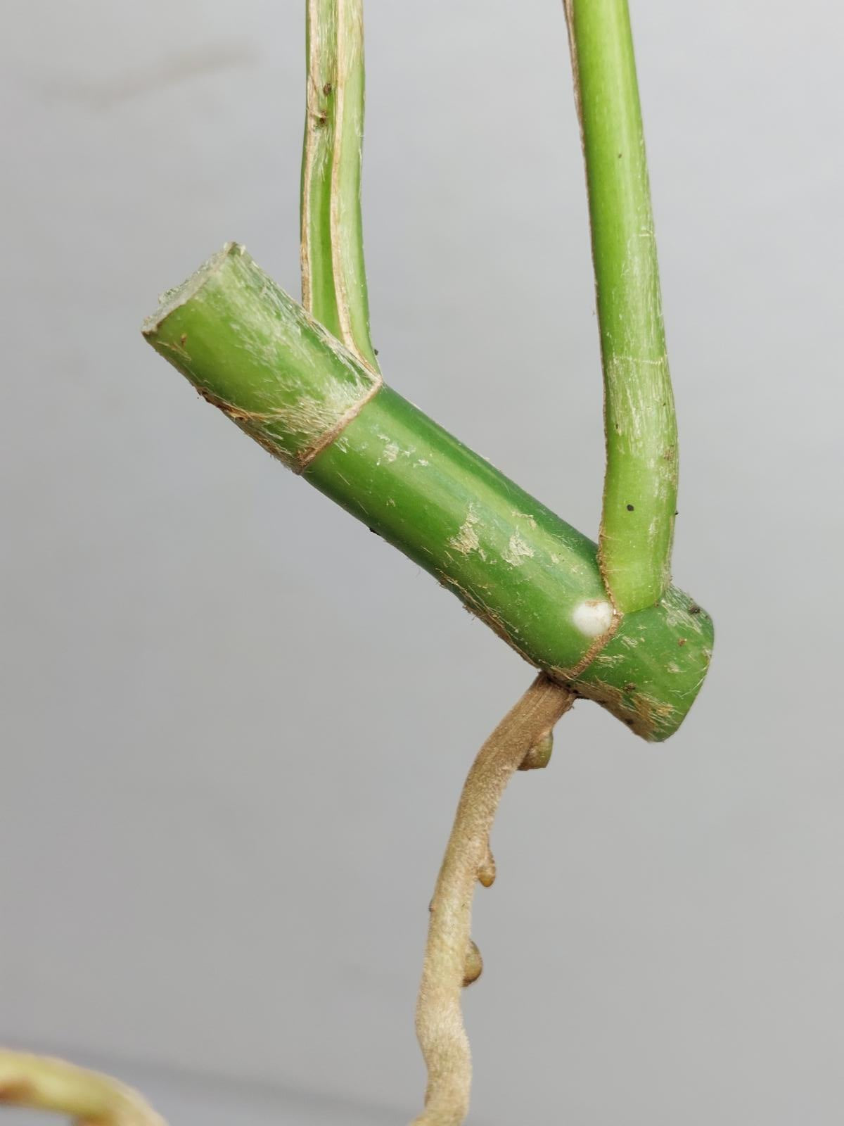 Raphidophora Tetrasperma / Monstera Minima Variegata Steckling