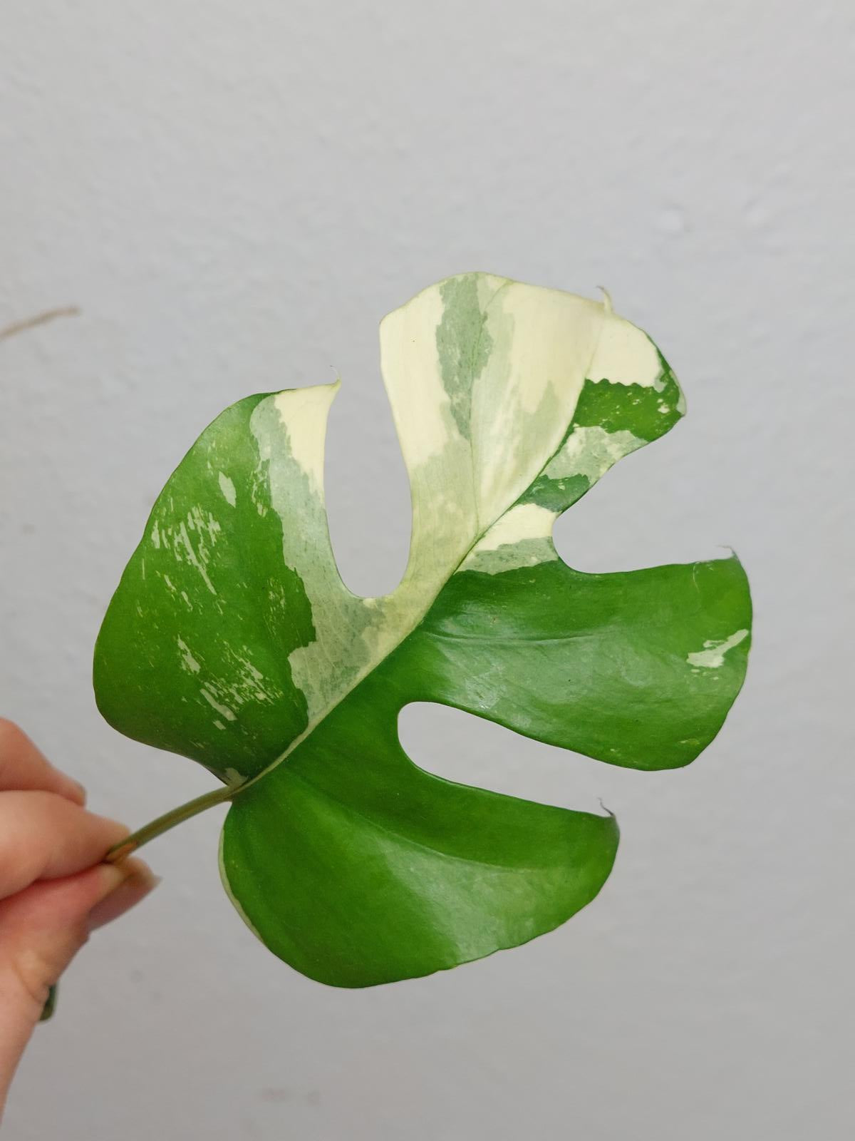 Raphidophora Tetrasperma / Monstera Minima Variegata Steckling