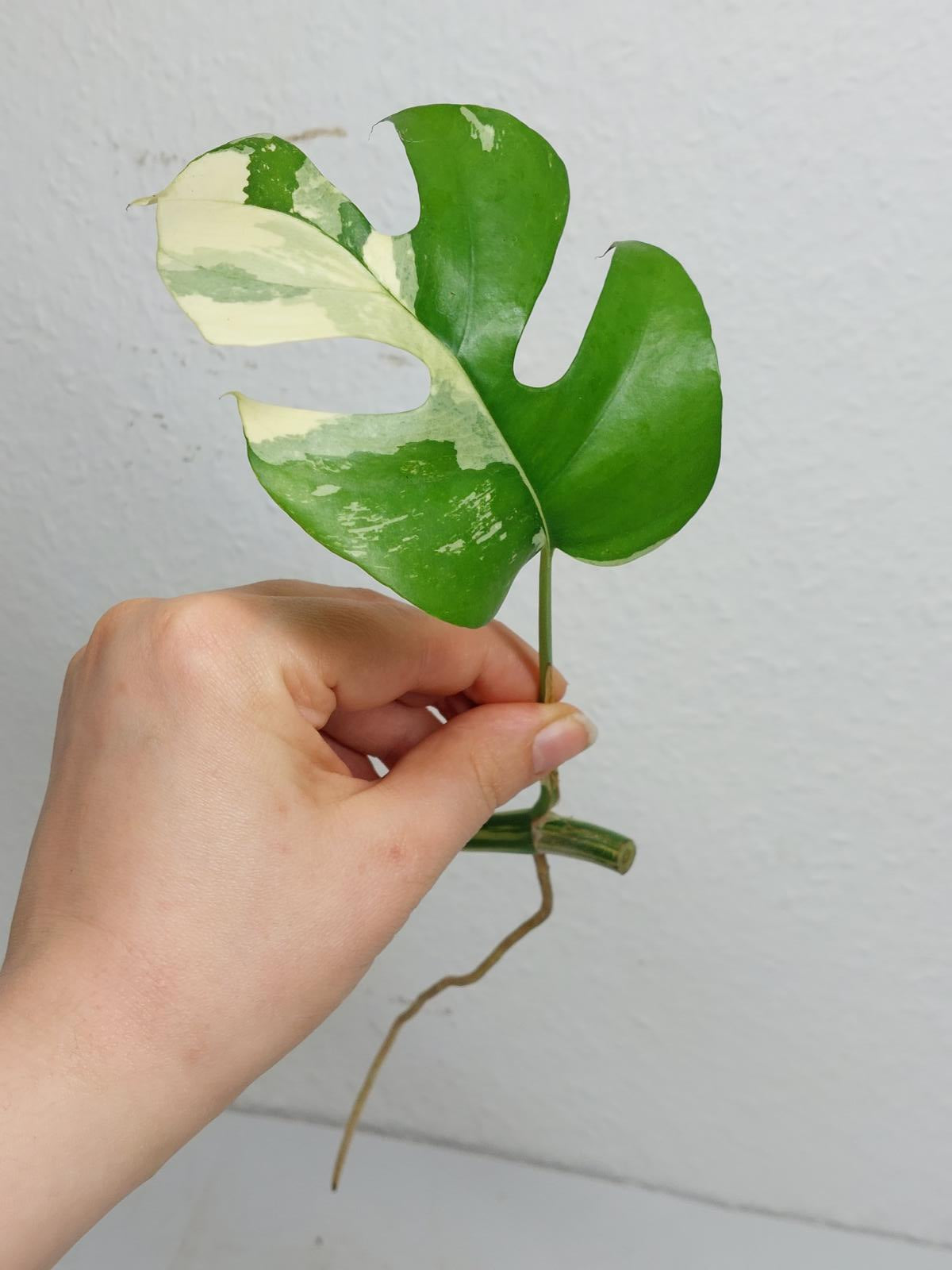 Monstera Minima / Raphidophora Tetrasperma Variegata Steckling