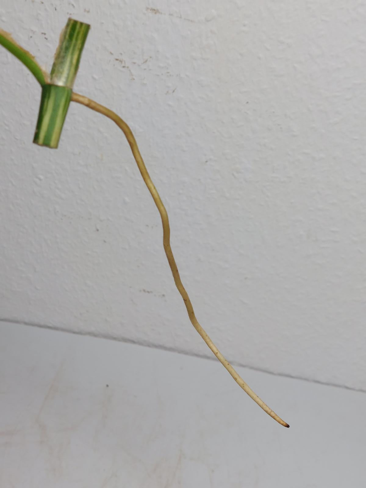 Raphidophora Tetrasperma / Monstera Minima Variegata Steckling