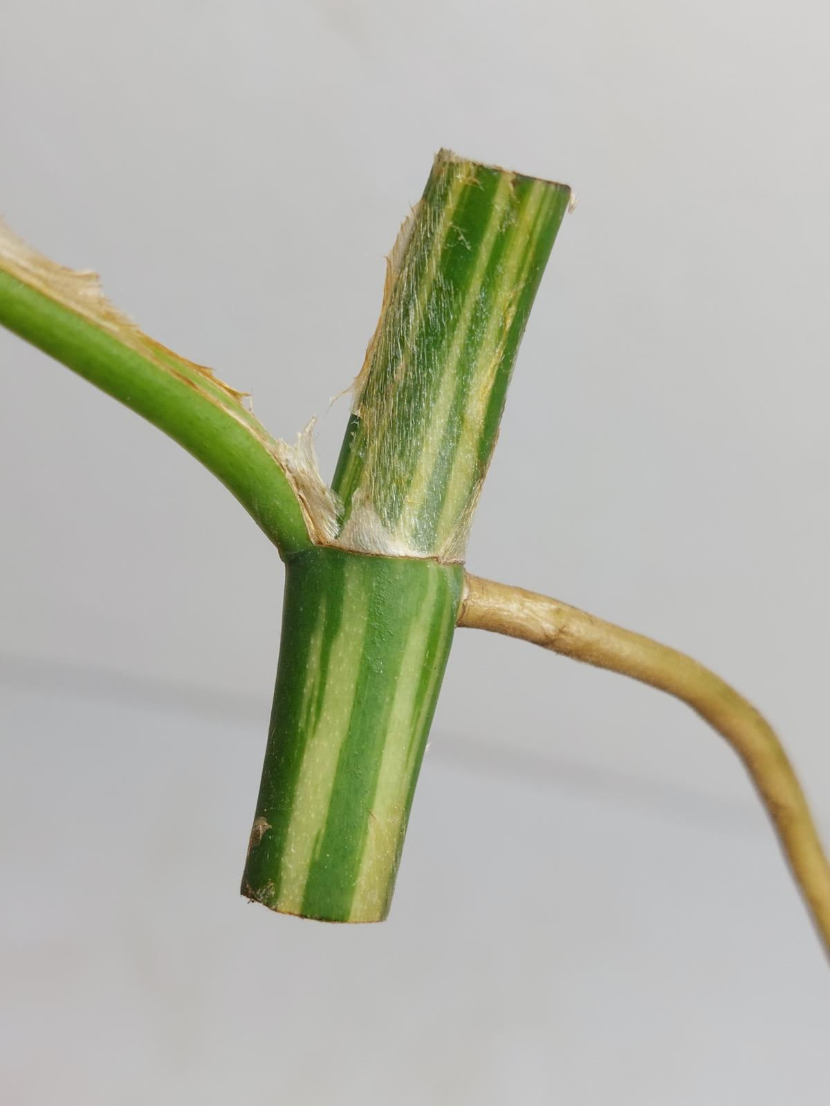 Raphidophora Tetrasperma / Monstera Minima Variegata Steckling