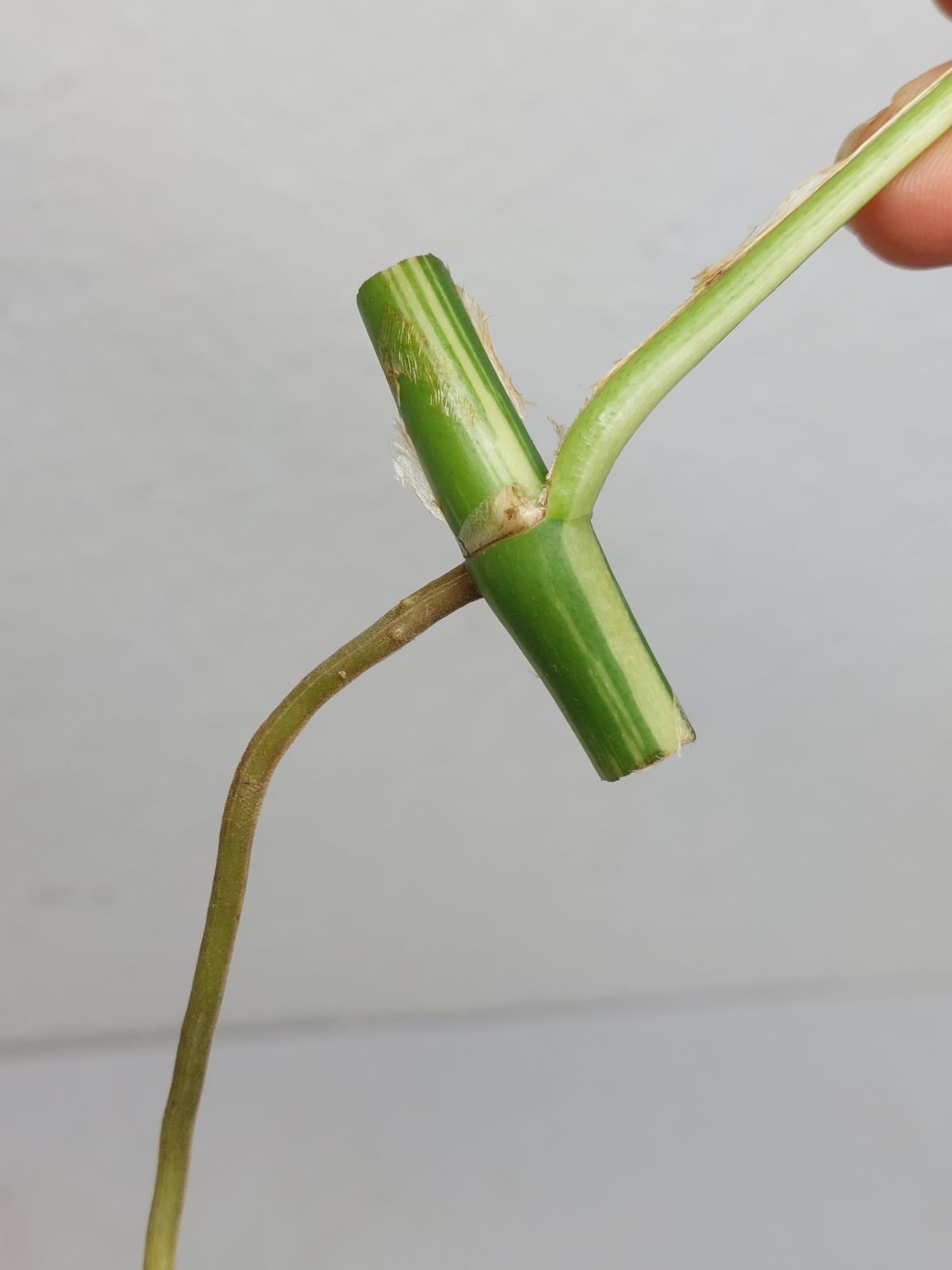 Raphidophora Tetrasperma / Monstera Minima Variegata Steckling