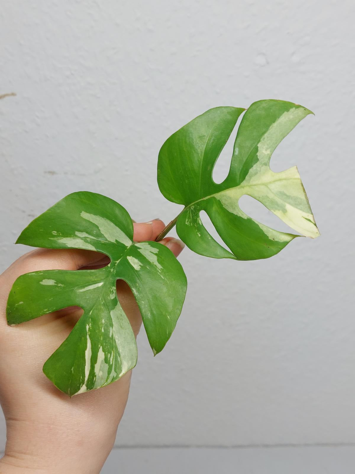 Monstera Minima / Raphidophora Tetrasperma Variegata Steckling