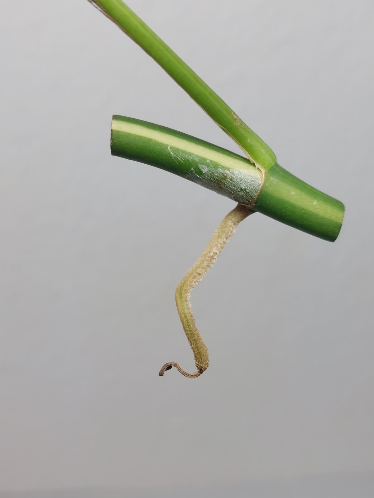 Monstera Minima / Raphidophora Tetrasperma Variegata Steckling