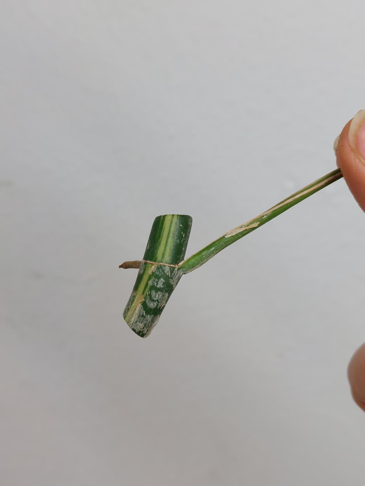 Monstera Minima / Raphidophora Tetrasperma Variegata Steckling
