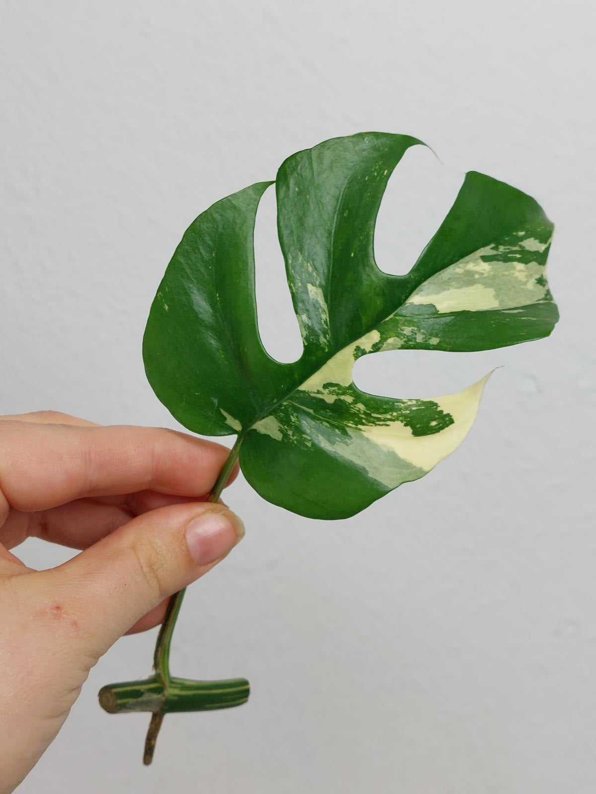 Monstera Minima / Raphidophora Tetrasperma Variegata Steckling
