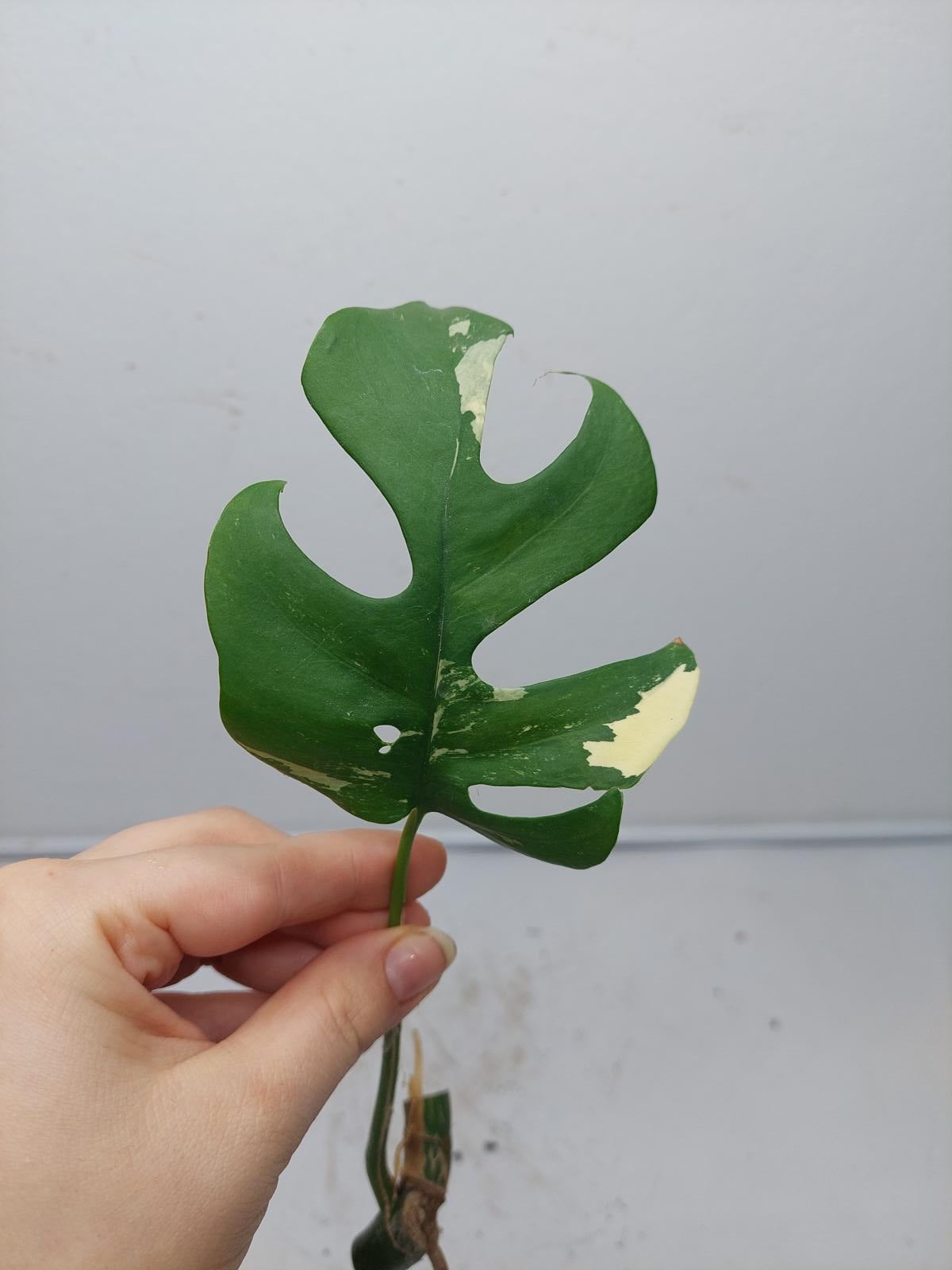 Monstera Minima / Raphidophora Tetrasperma Variegata Steckling