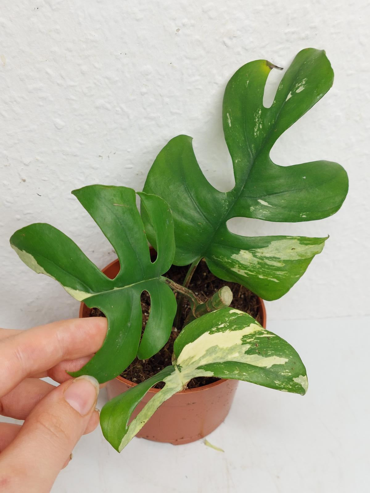 Raphidophora Tetrasperma / Monstera Minima Variegata Steckling