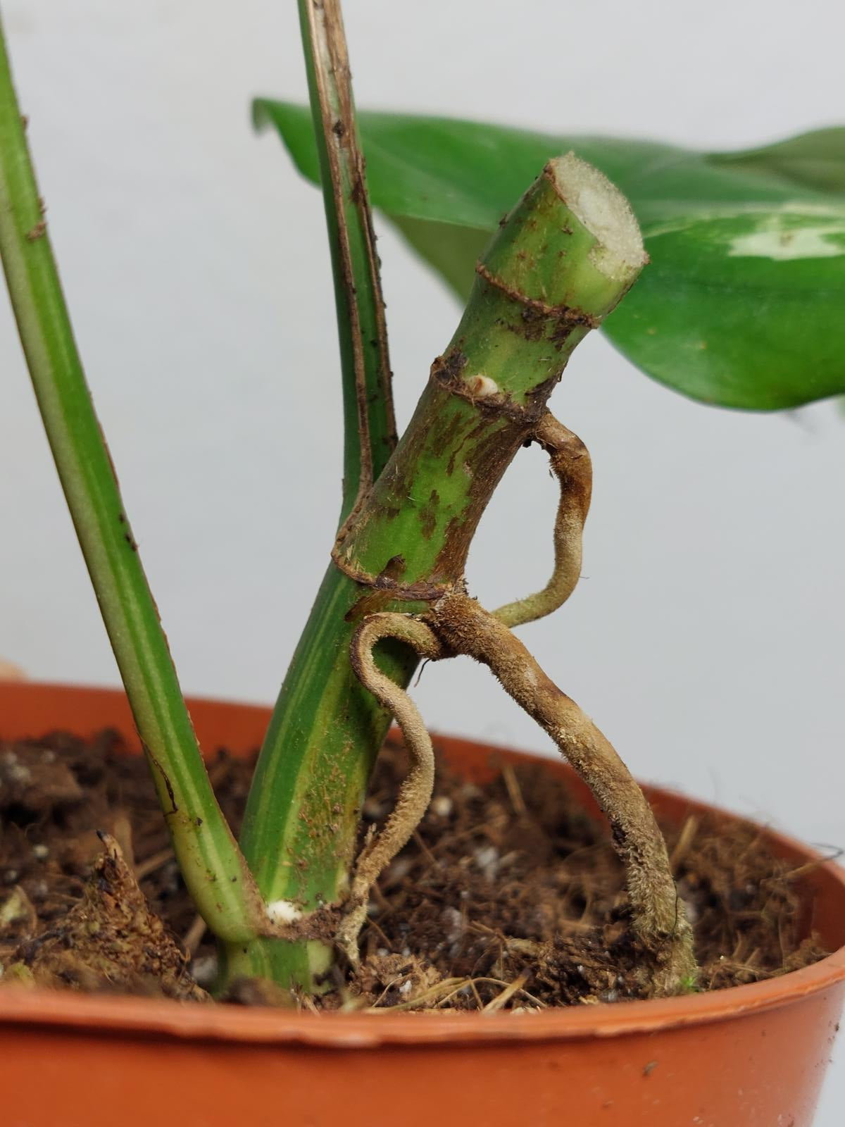 Raphidophora Tetrasperma / Monstera Minima Variegata Steckling