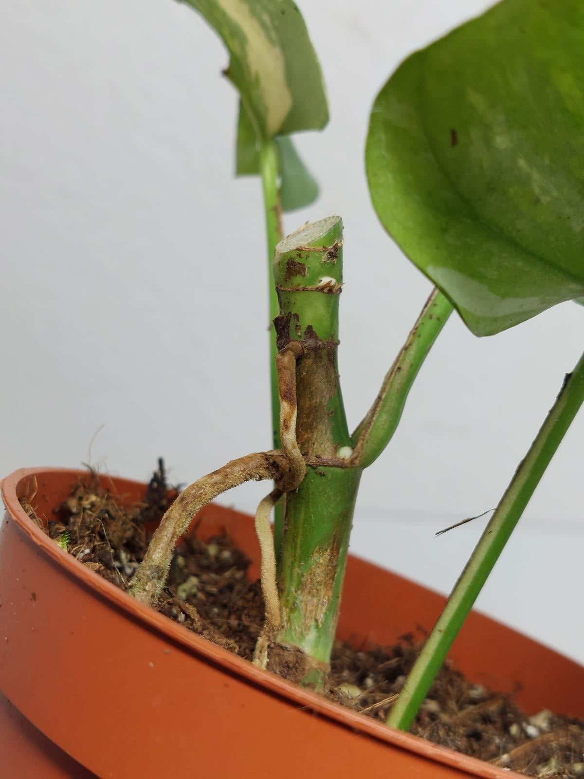 Raphidophora Tetrasperma / Monstera Minima Variegata Steckling