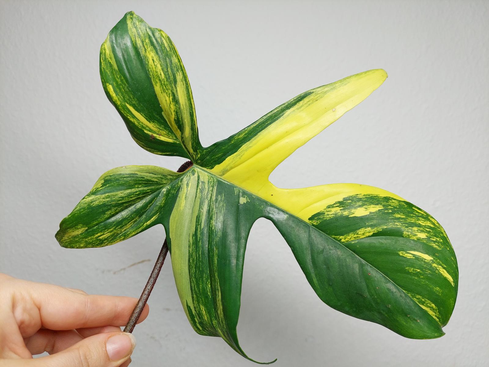 Philodendron Florida Beauty Steckling