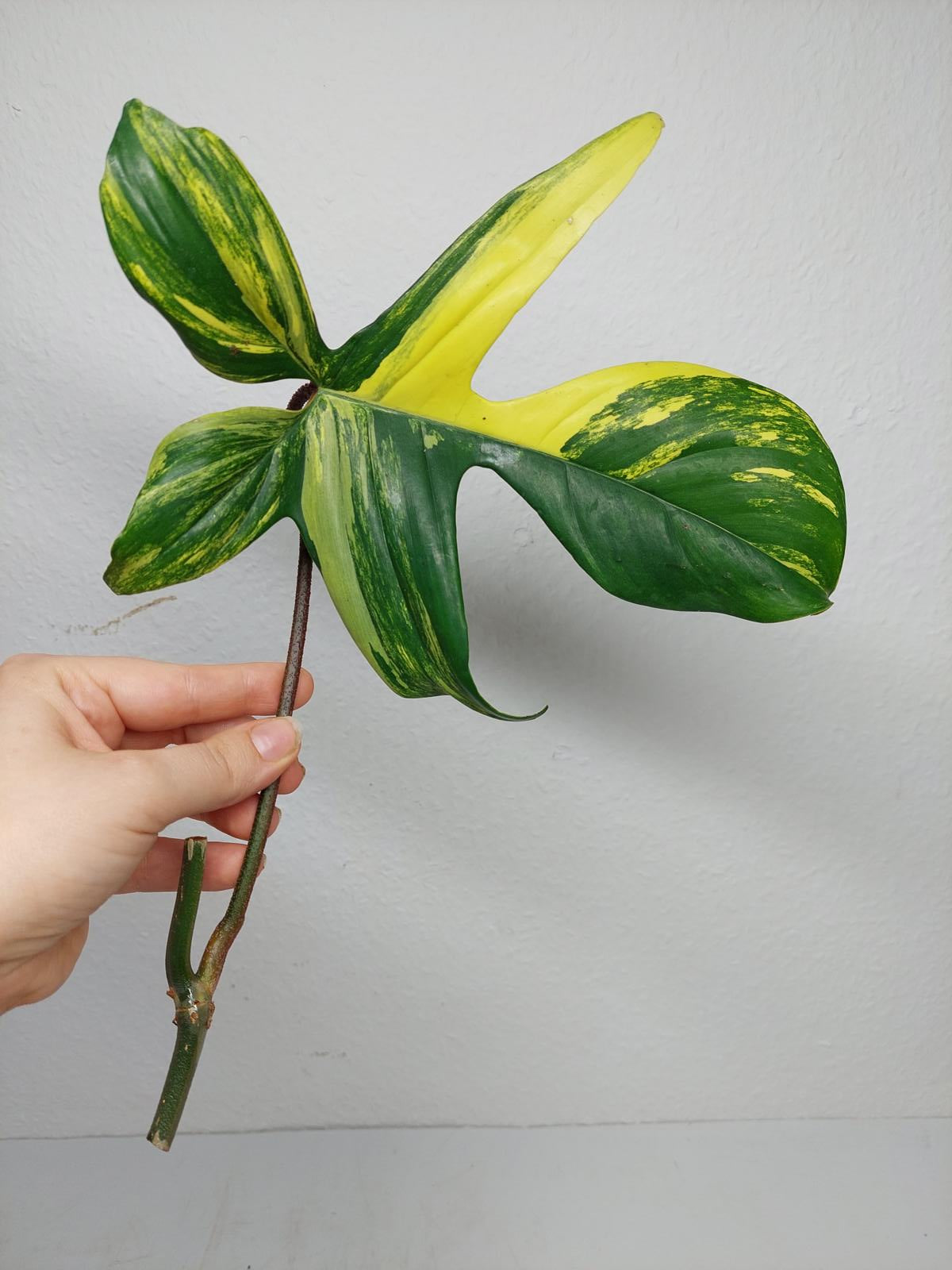 Philodendron Florida Beauty Steckling