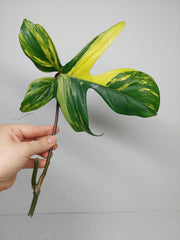 Philodendron Florida Beauty Steckling