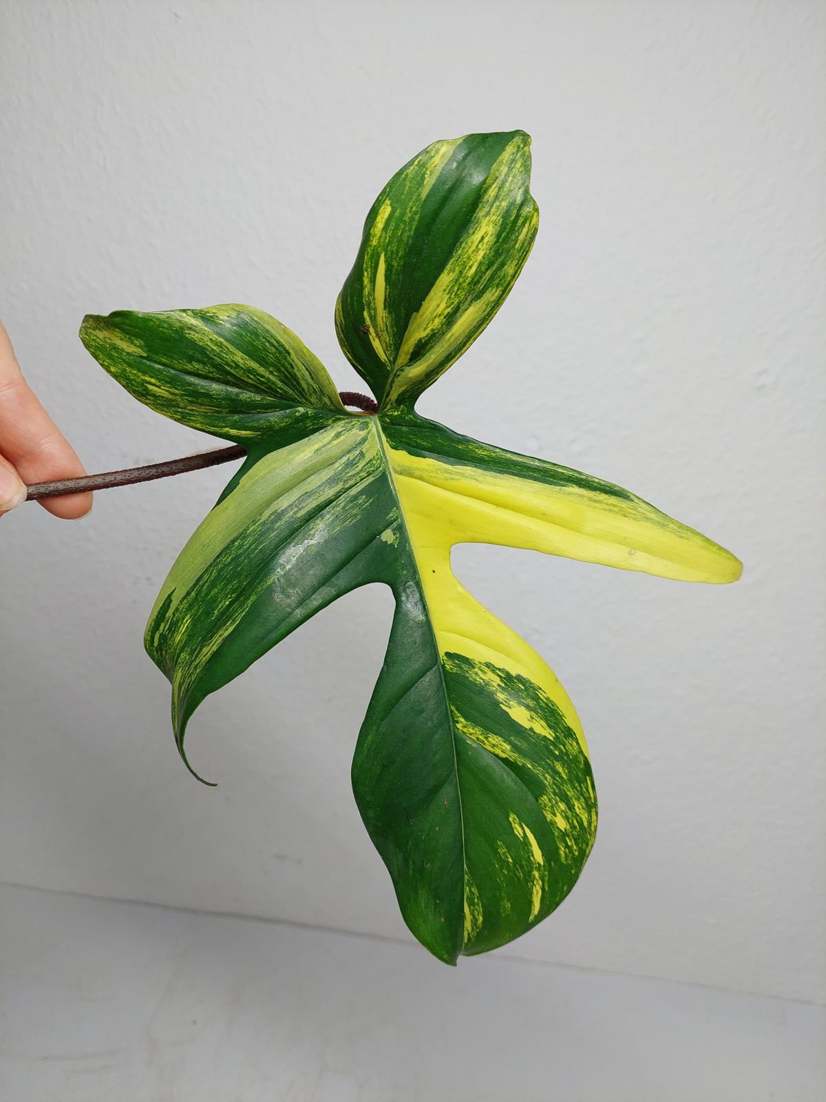 Philodendron Florida Beauty Steckling