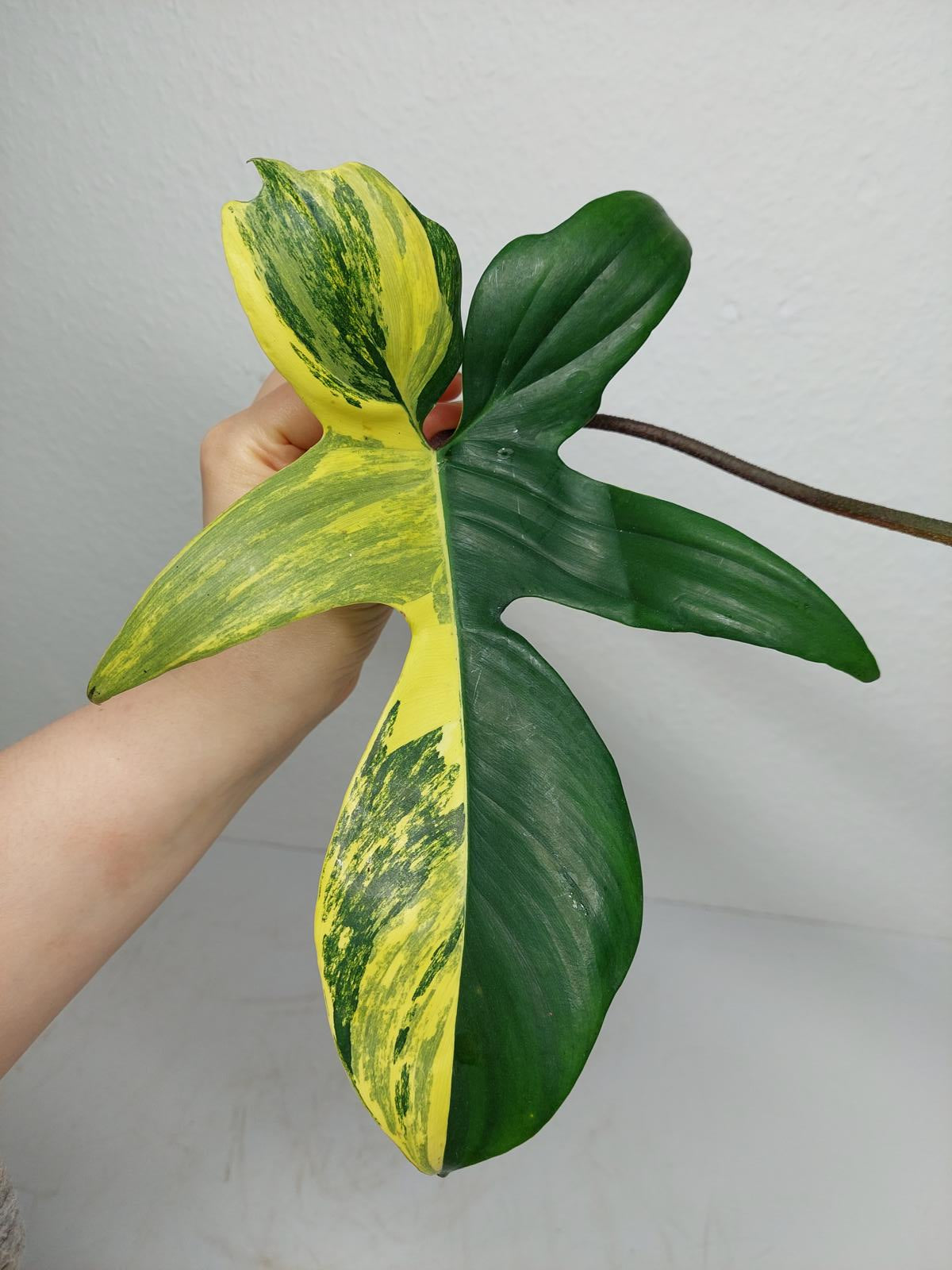 Philodendron Florida Beauty Steckling