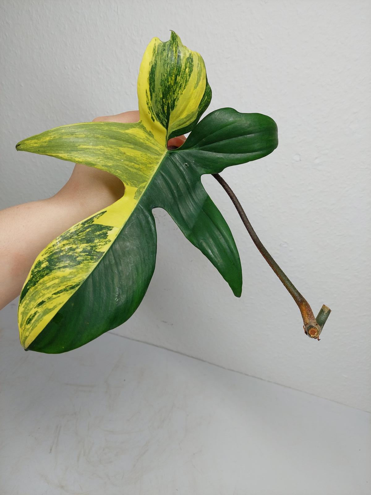 Philodendron Florida Beauty Steckling