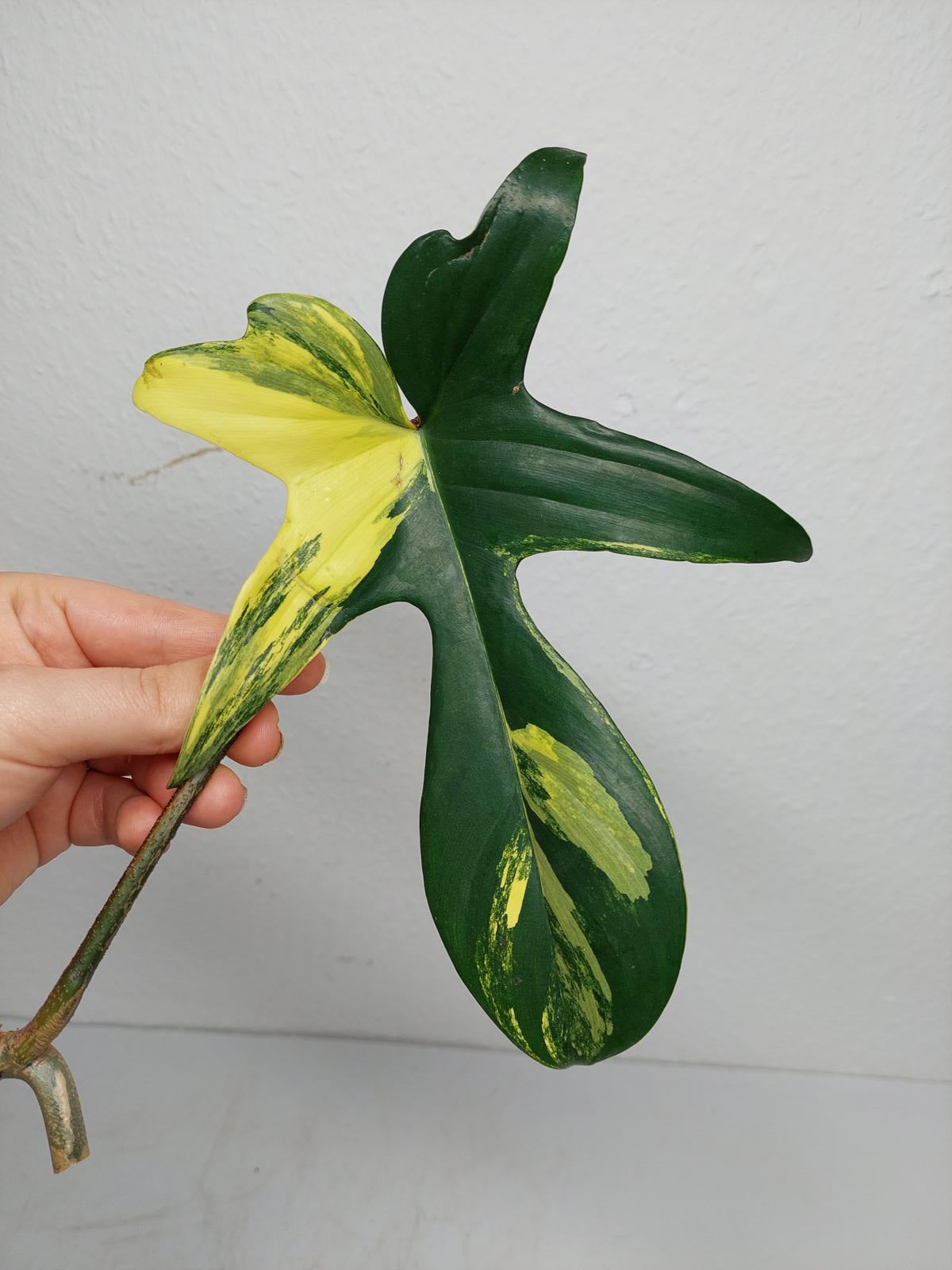 Philodendron Florida Beauty Steckling