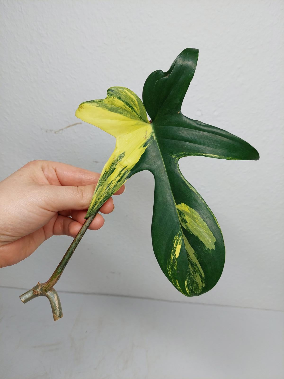 Philodendron Florida Beauty Steckling