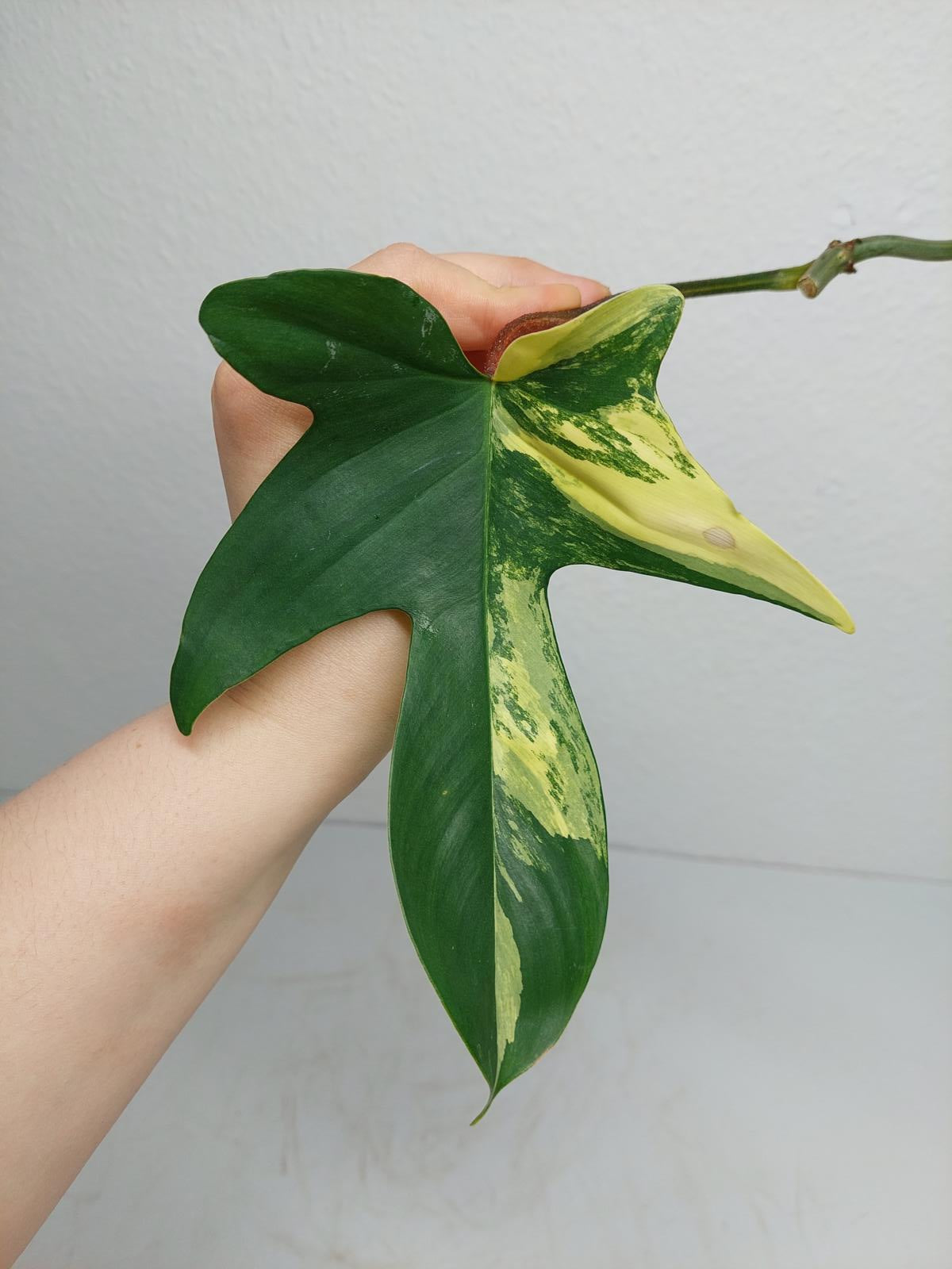 Philodendron Florida Beauty Steckling