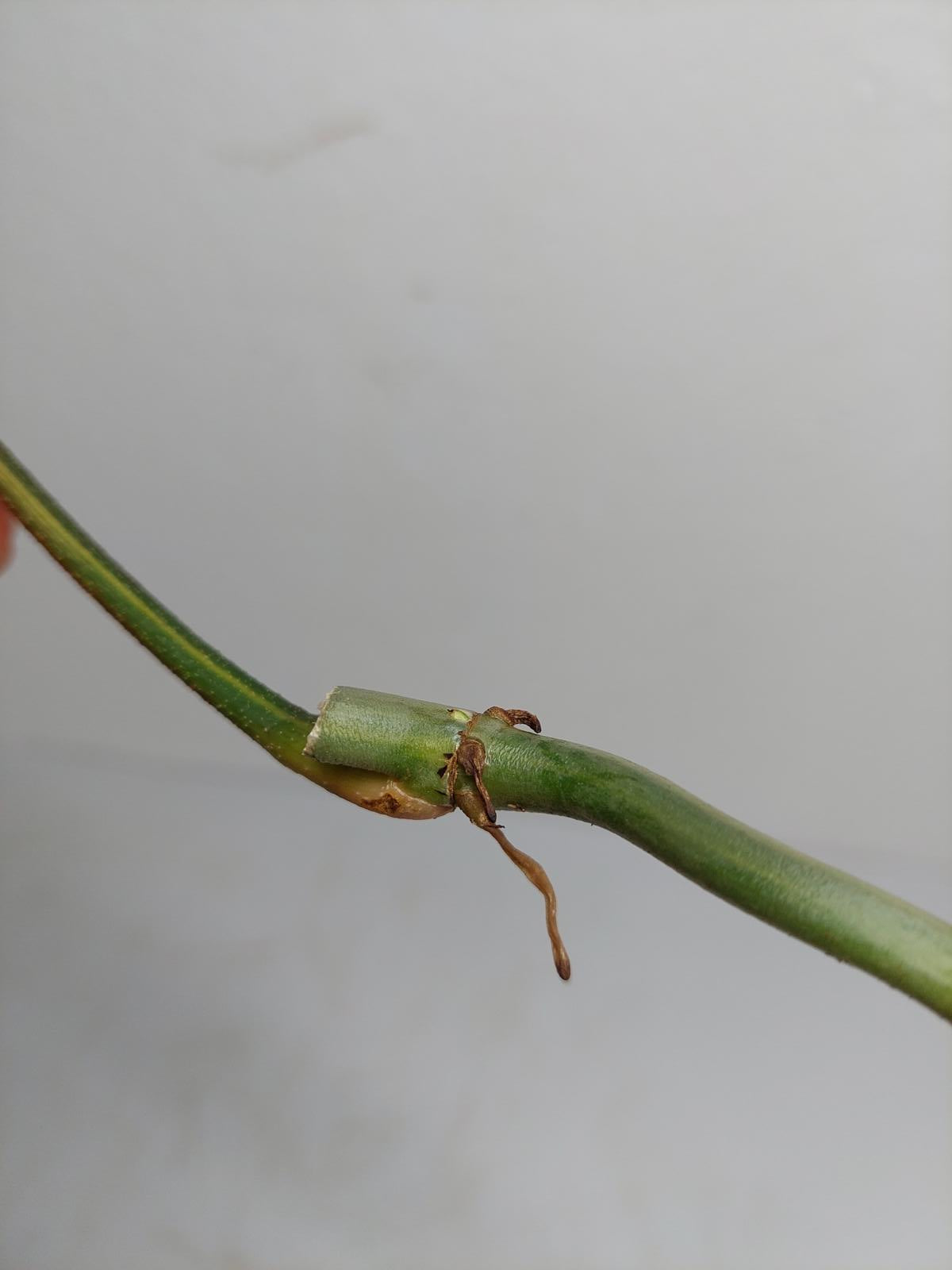 Philodendron Florida Beauty Steckling