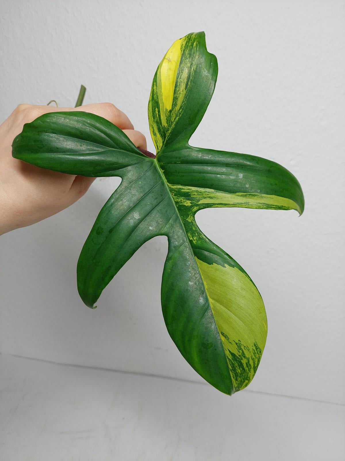 Philodendron Florida Beauty Steckling