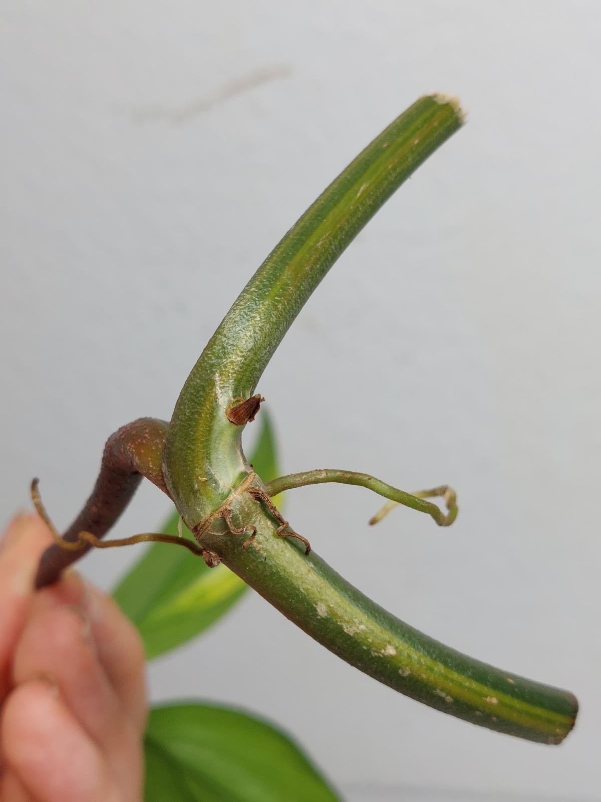 Philodendron Florida Beauty Steckling