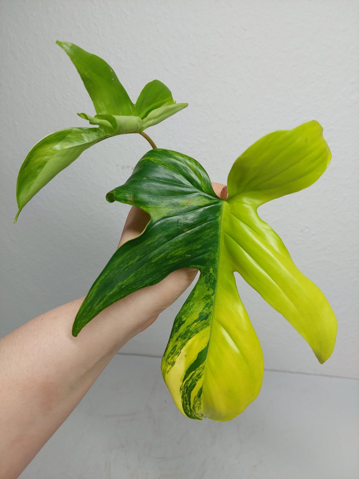 Philodendron Florida Beauty Steckling