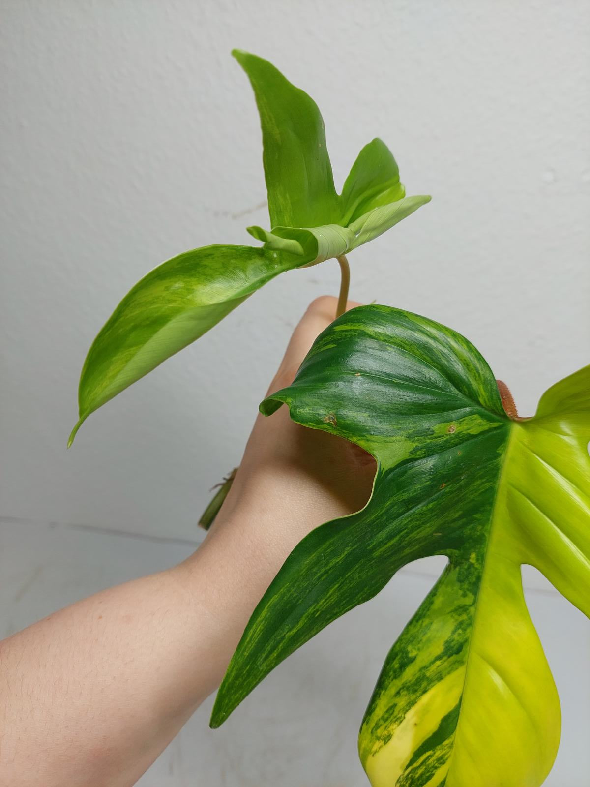 Philodendron Florida Beauty Steckling