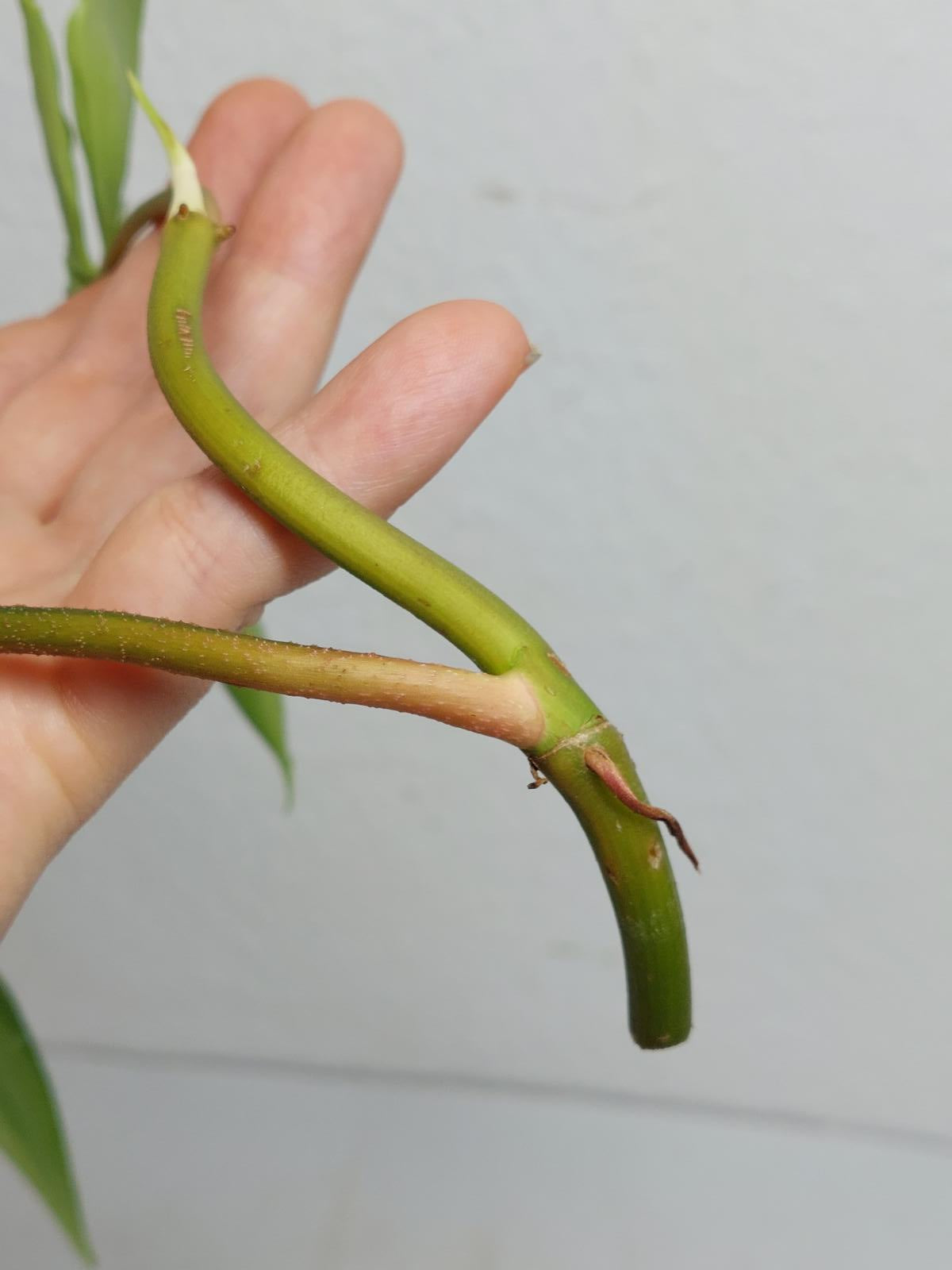 Philodendron Florida Beauty Steckling