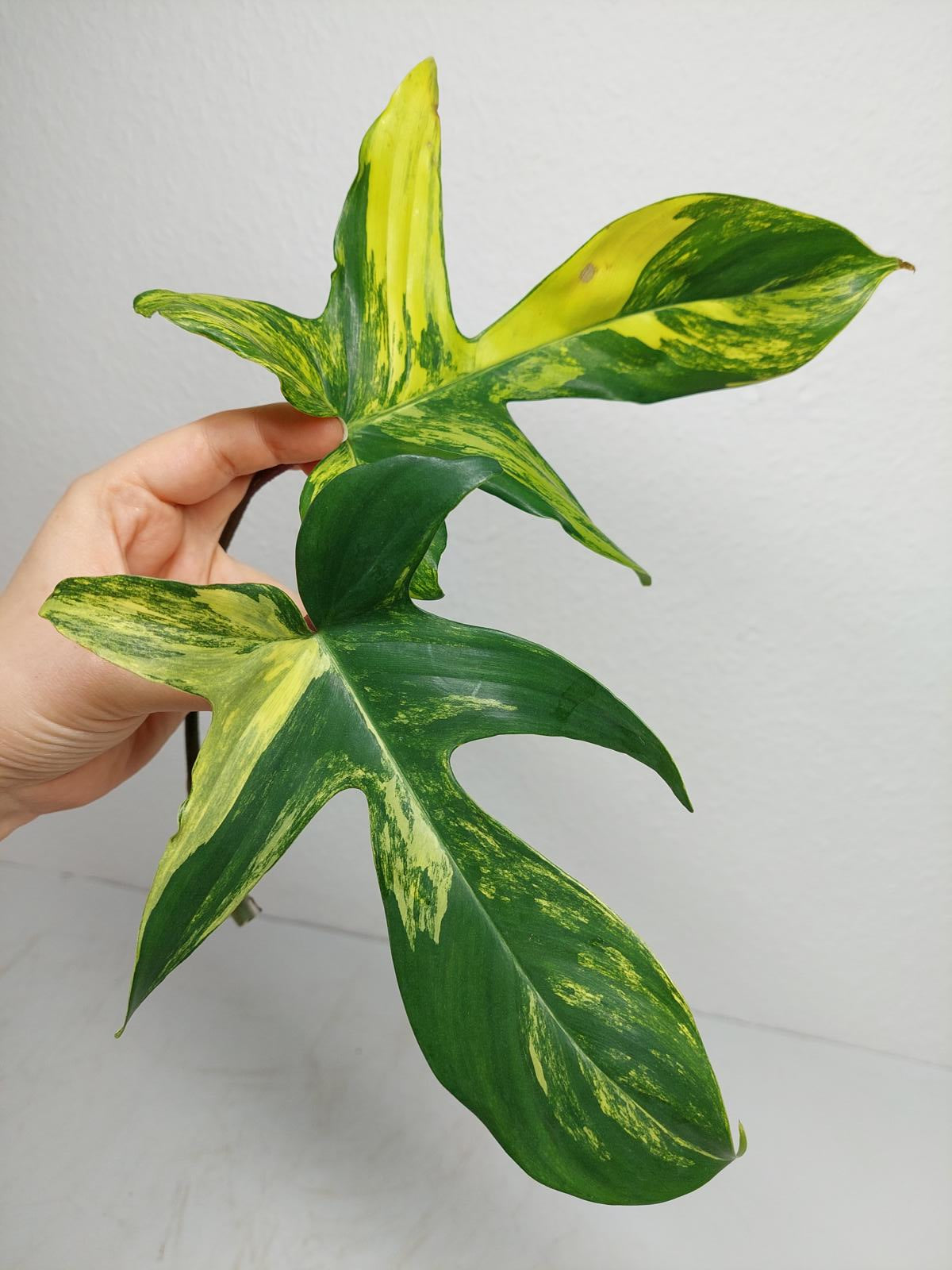 Philodendron Florida Beauty Steckling