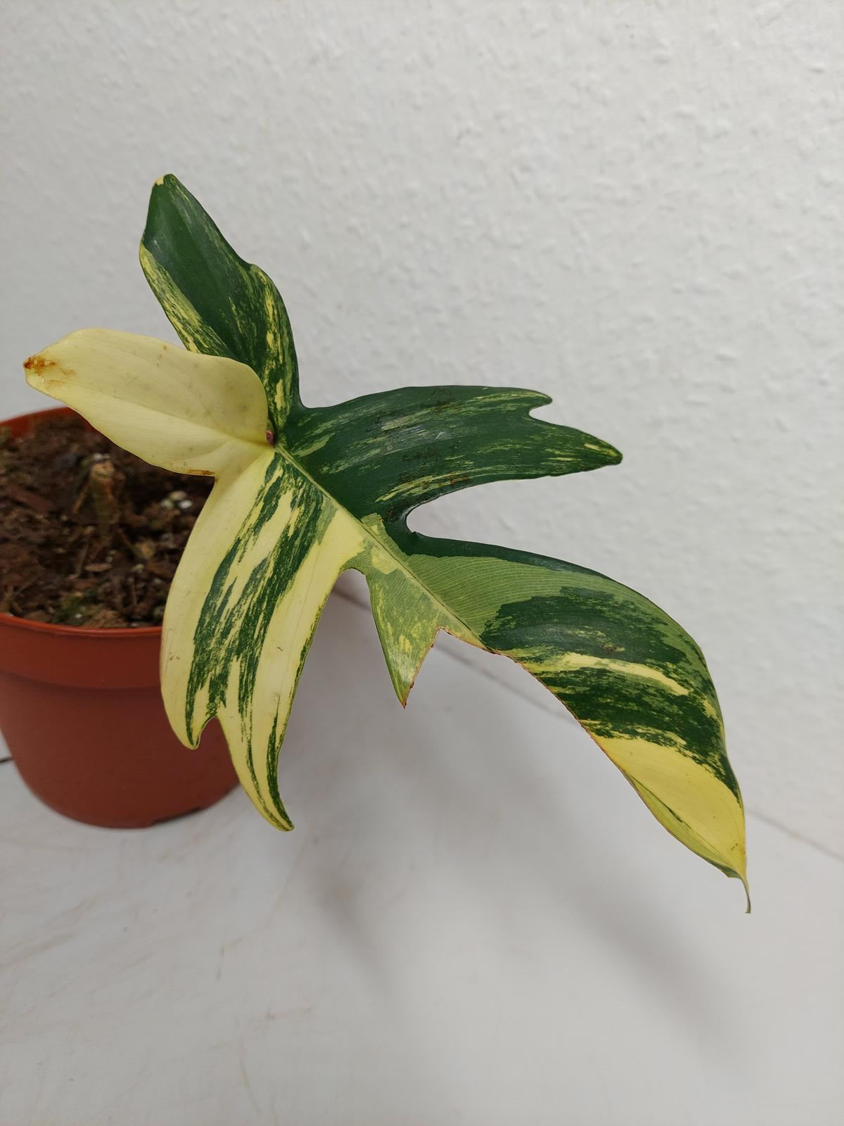 Philodendron Florida Beauty Steckling