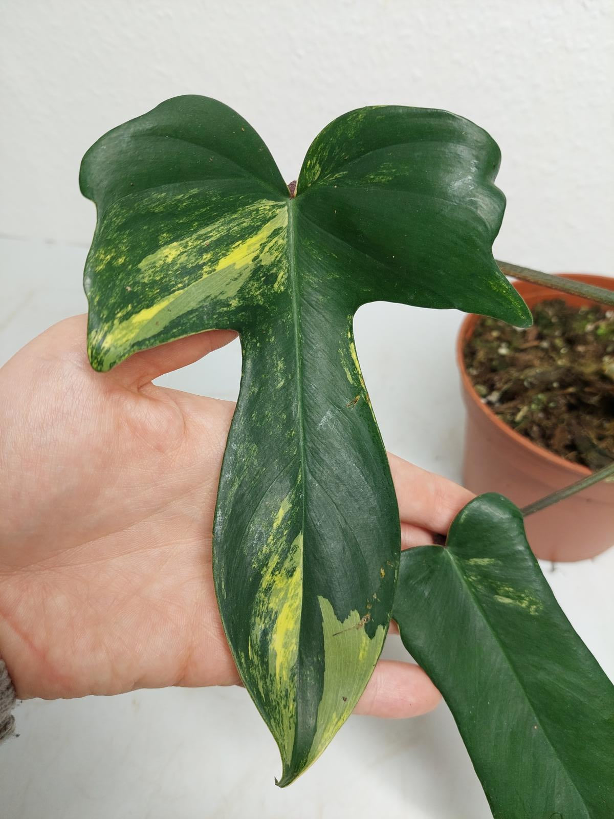 Philodendron Florida Beauty Steckling