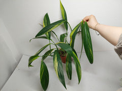 Epipremnum Amplissimum Variegata