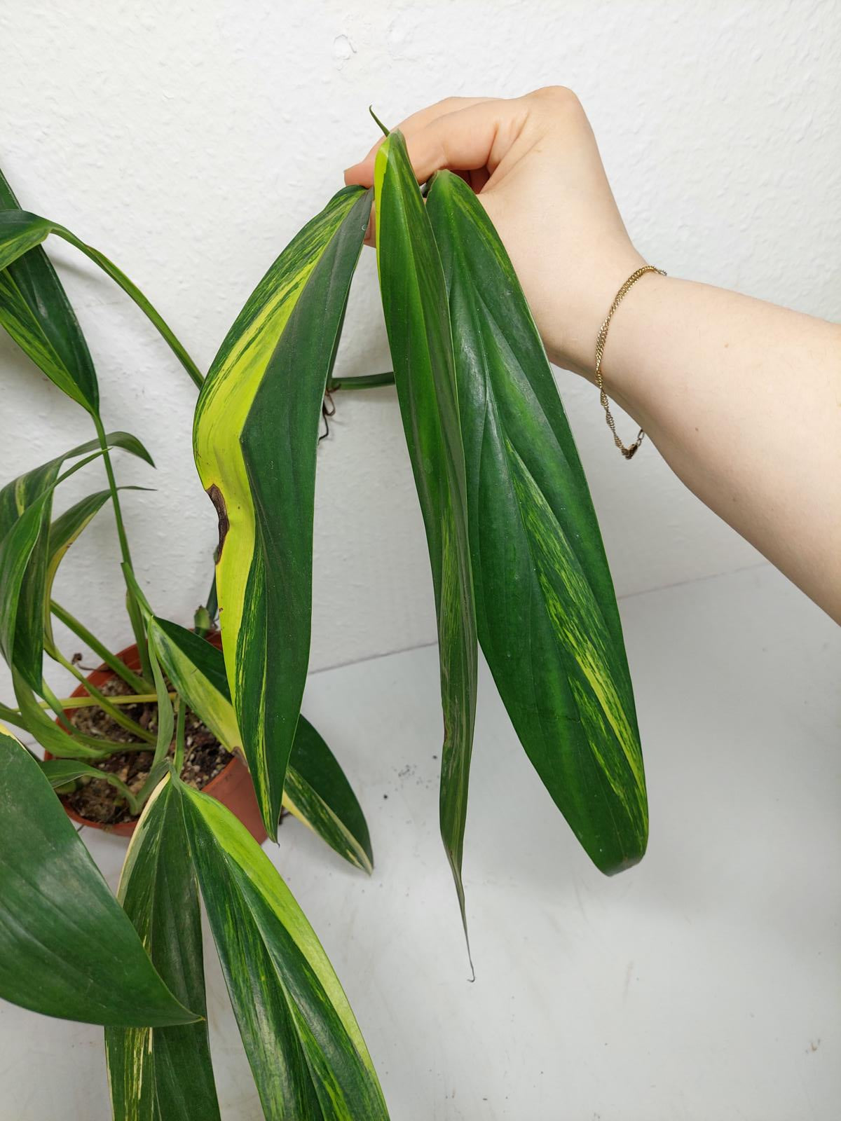 Epipremnum Amplissimum Variegata