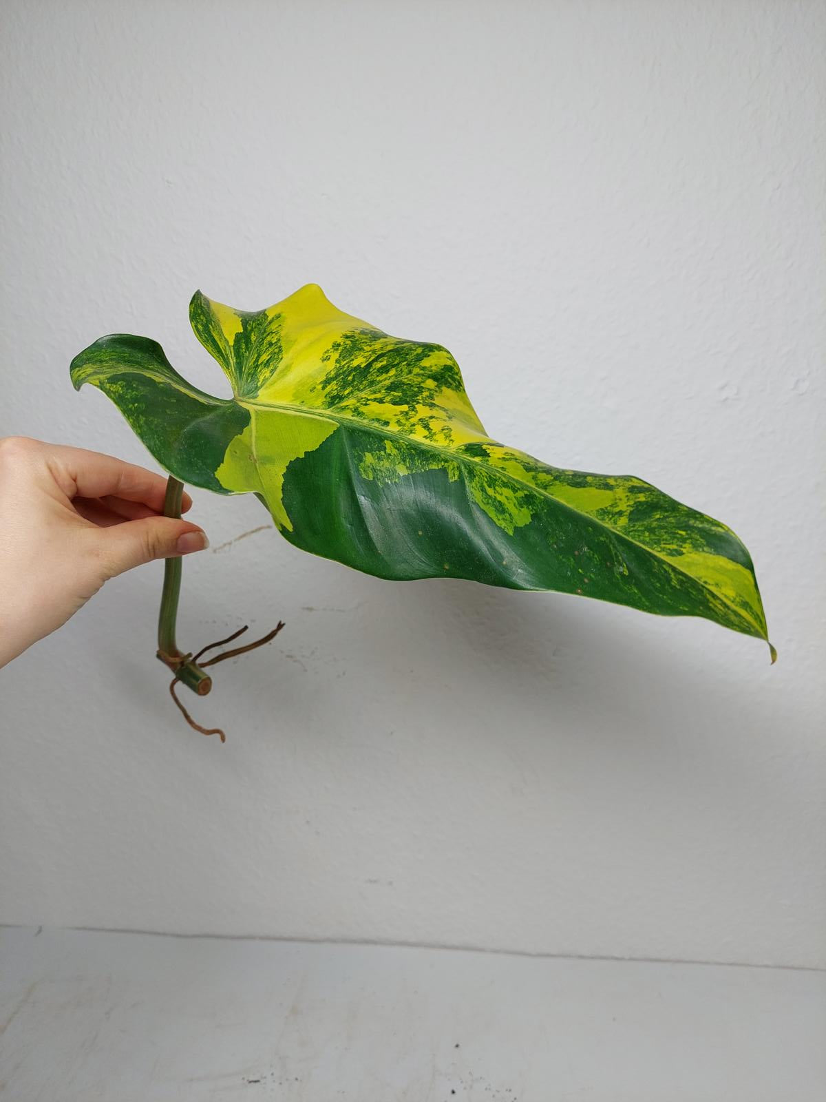 Philodendron Domesticum Variegata Steckling