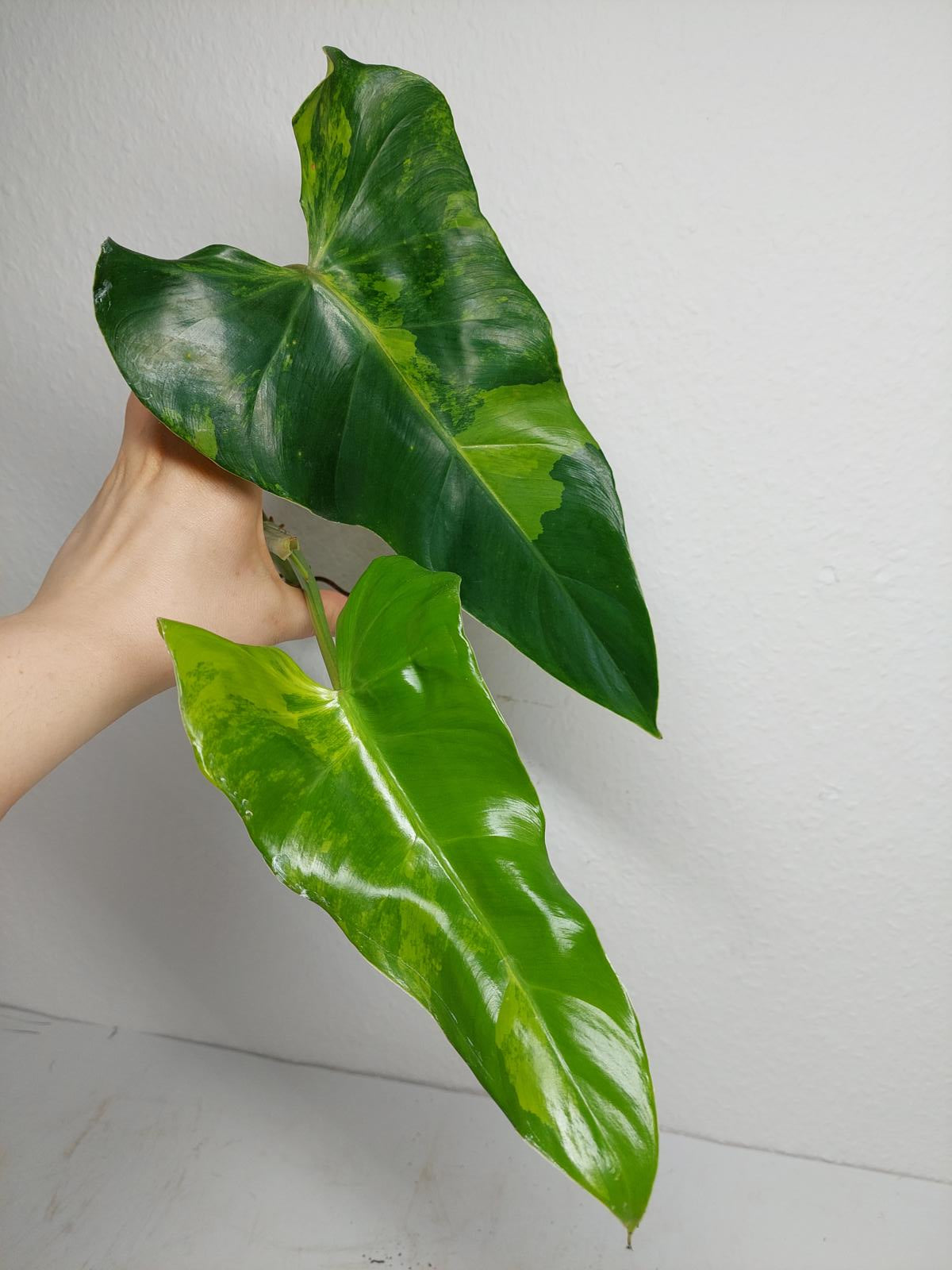 Philodendron Domesticum Variegata Steckling